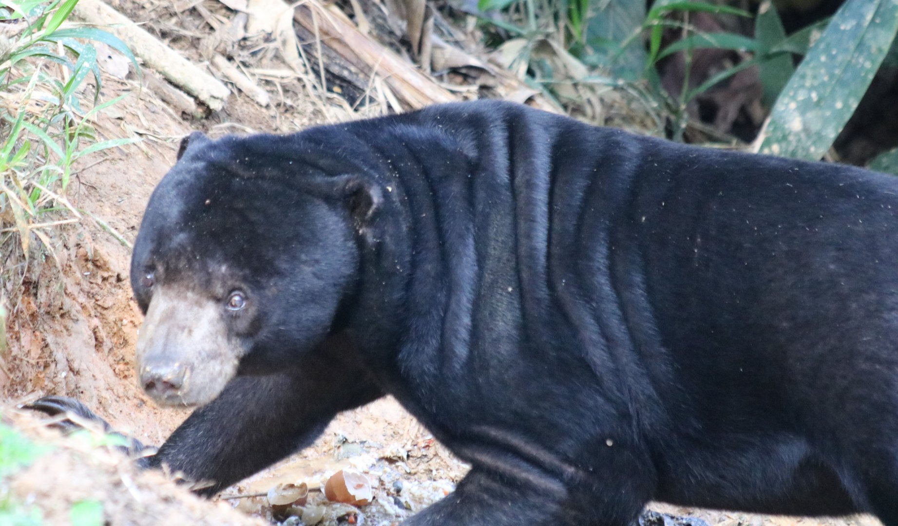 Sun Bear