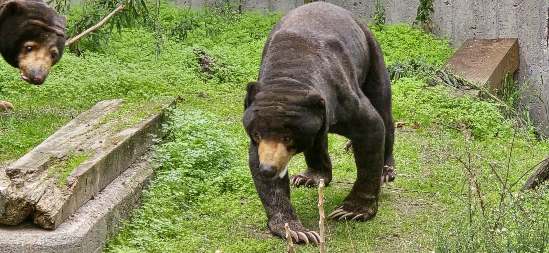 Sun bear
