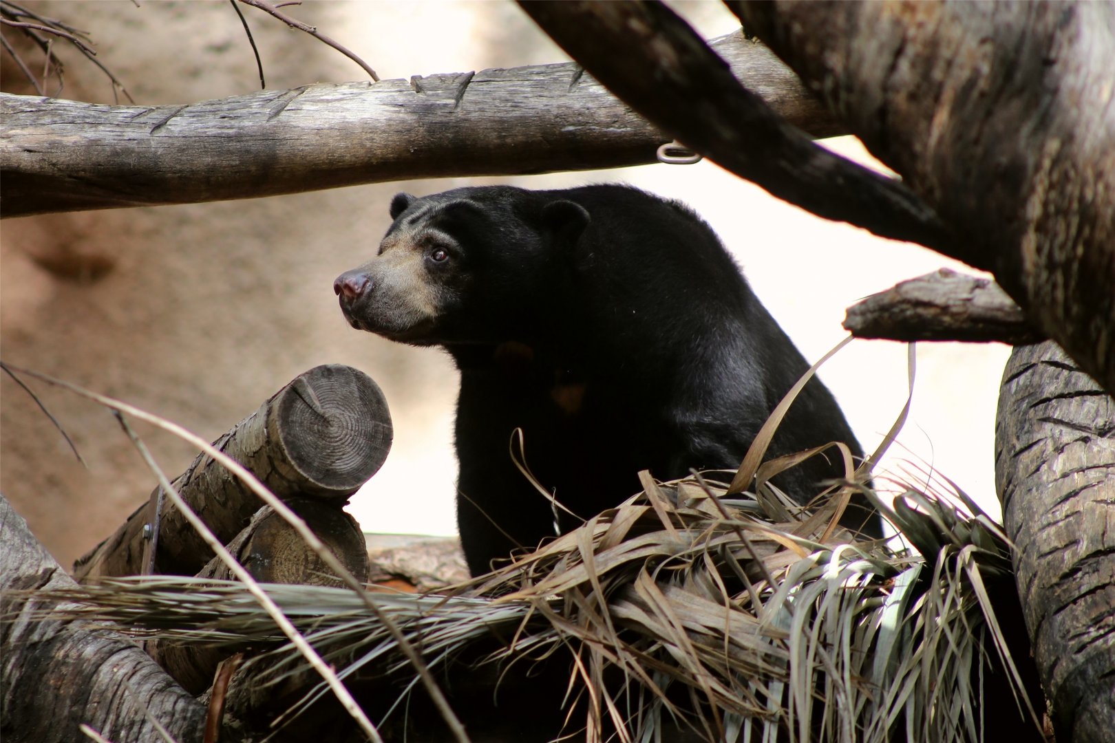 Sun Bear