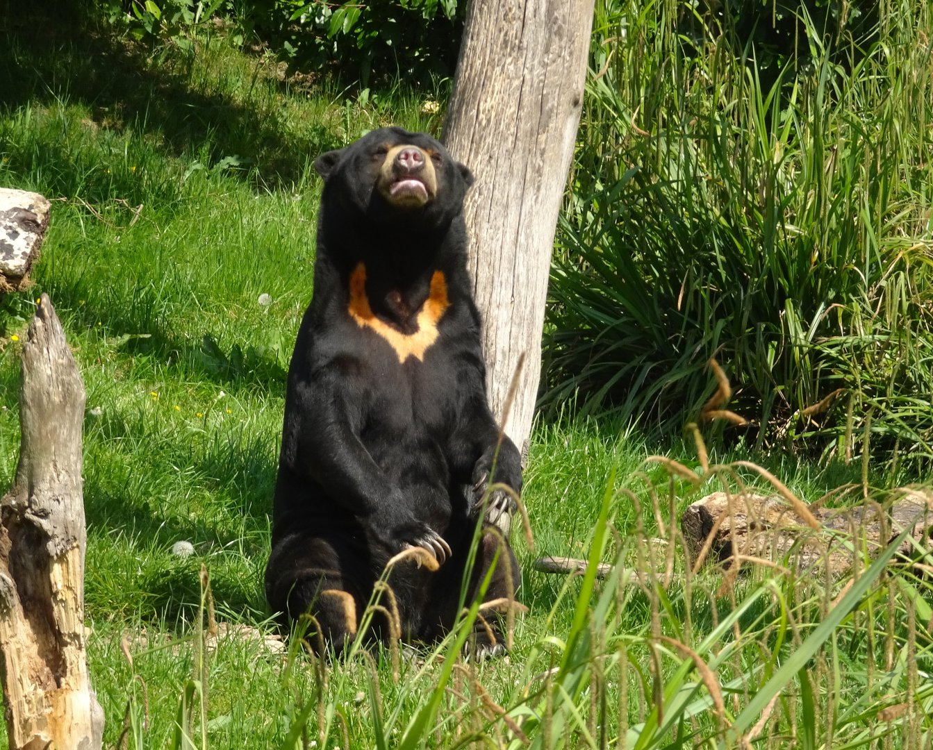 Sun Bear