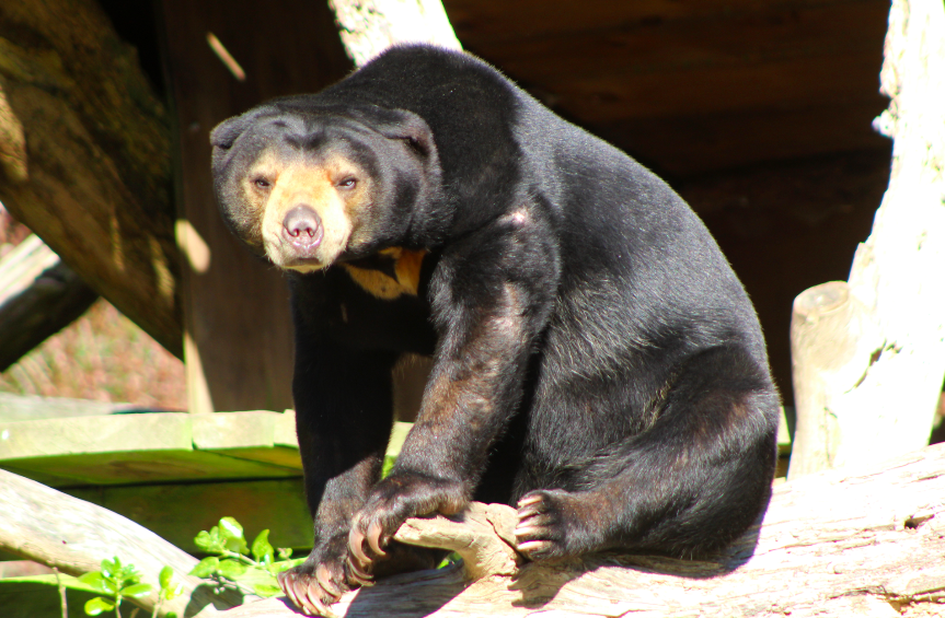 Sun Bear
