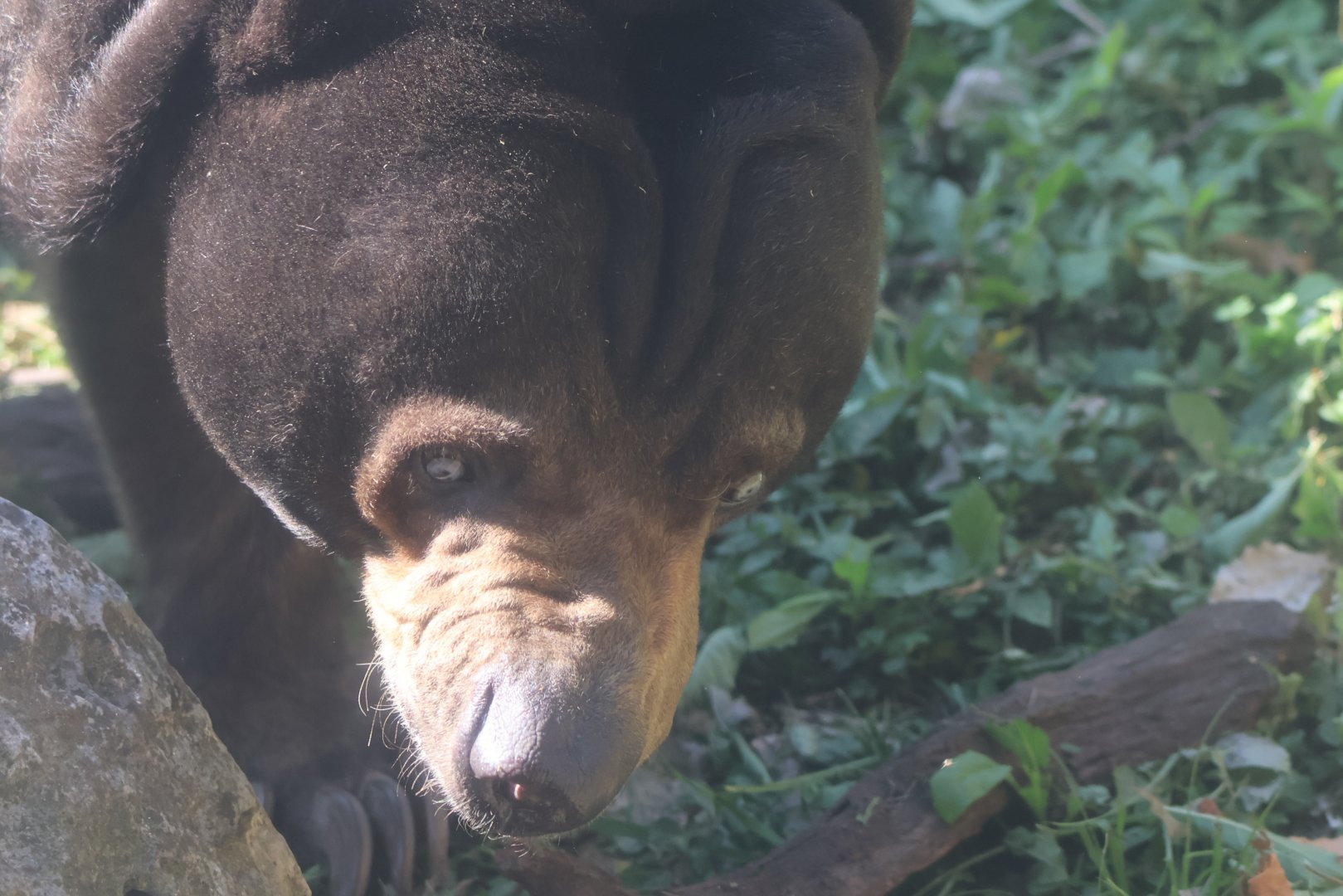 Sun bear