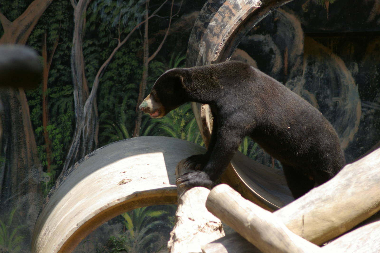 sun bear