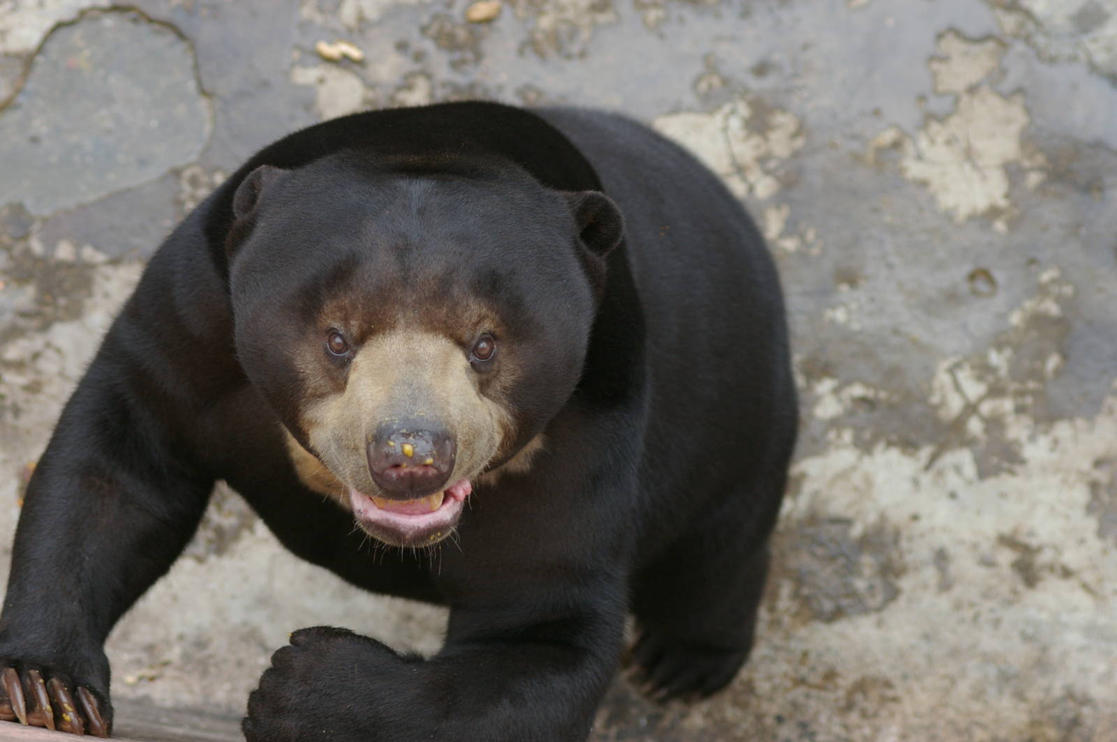 sun bear