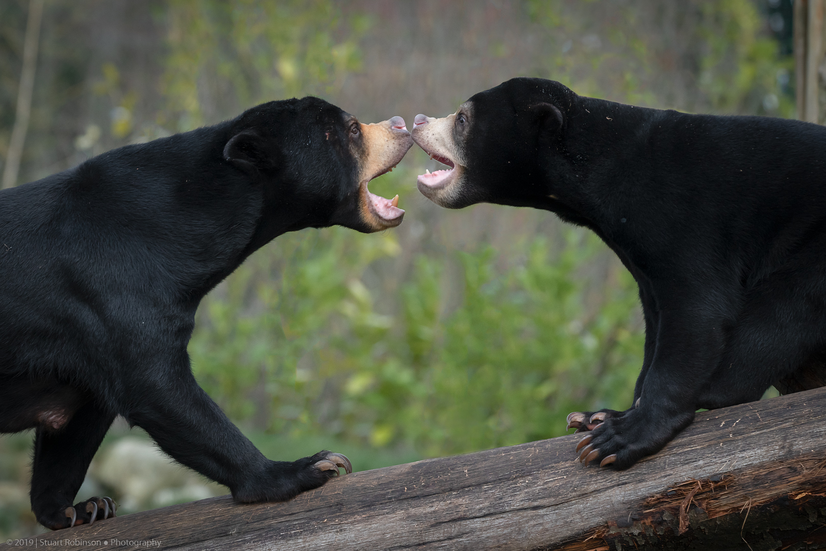 Sun Bears - 06/02/2019