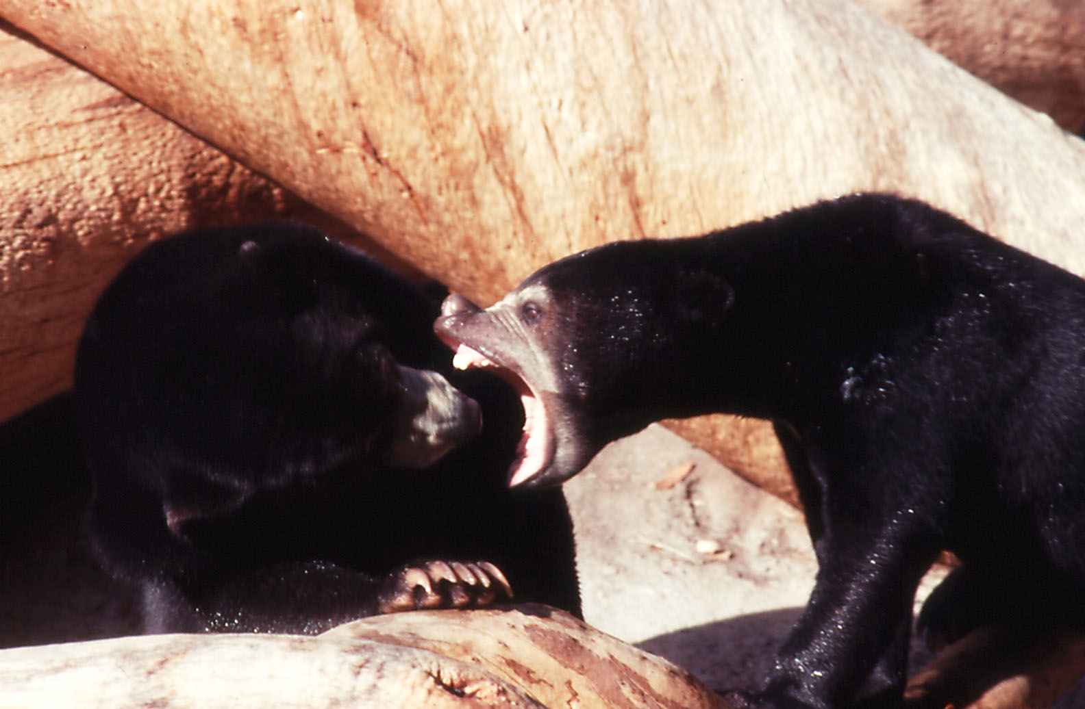 Sun Bears - 1990