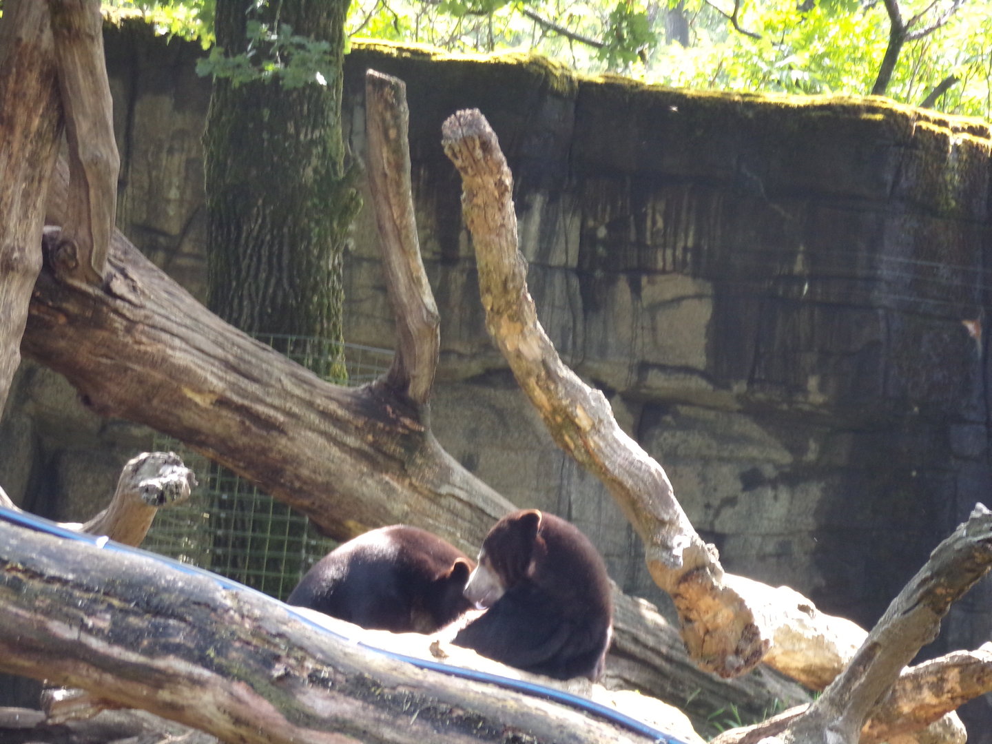 Sun bears 6.7.23
