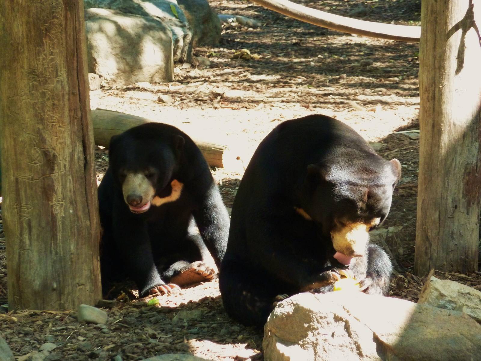 Sun Bears (Arataki and Mary) - January 2011
