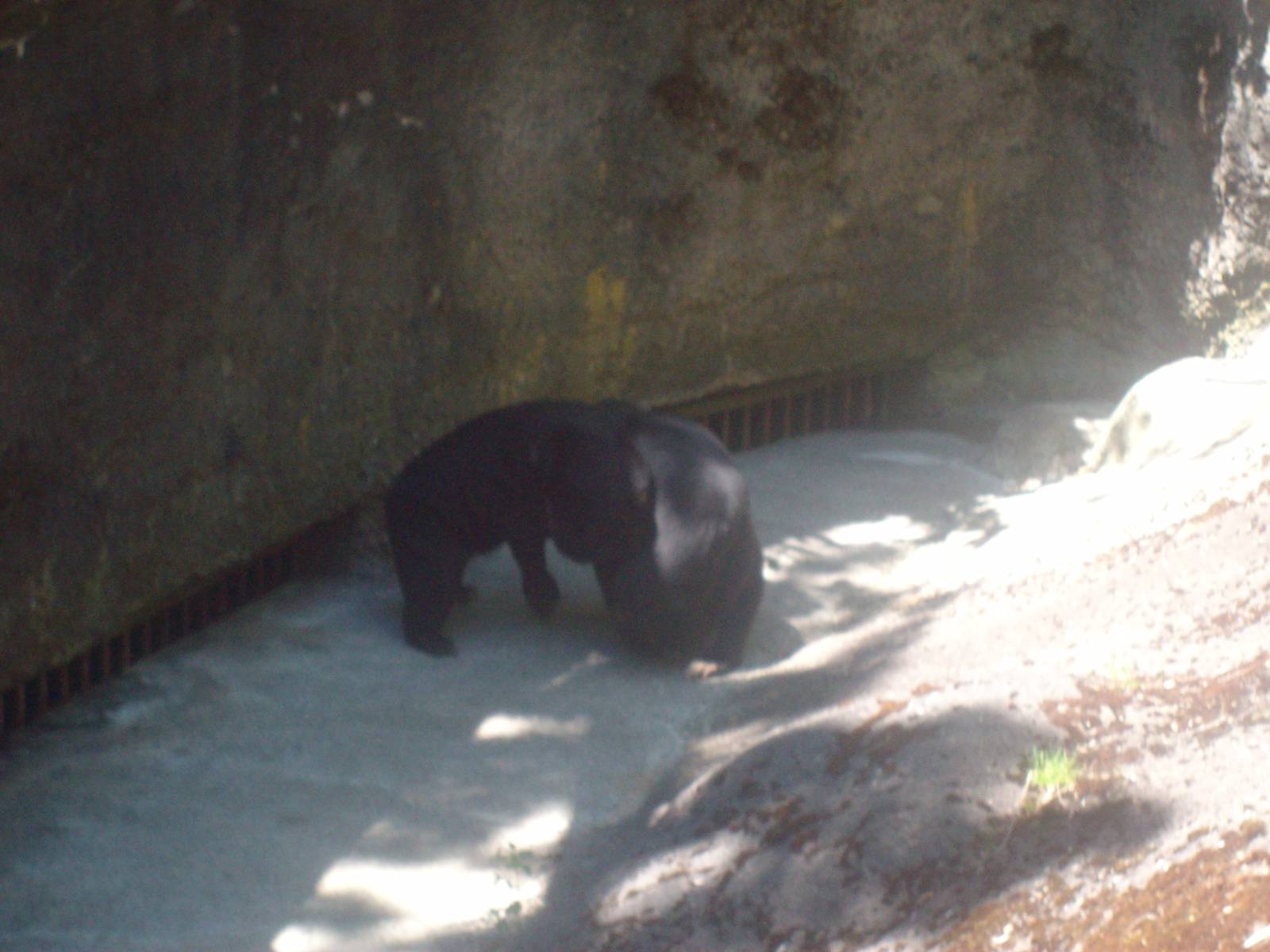 Sun Bears at Oregon Zoo