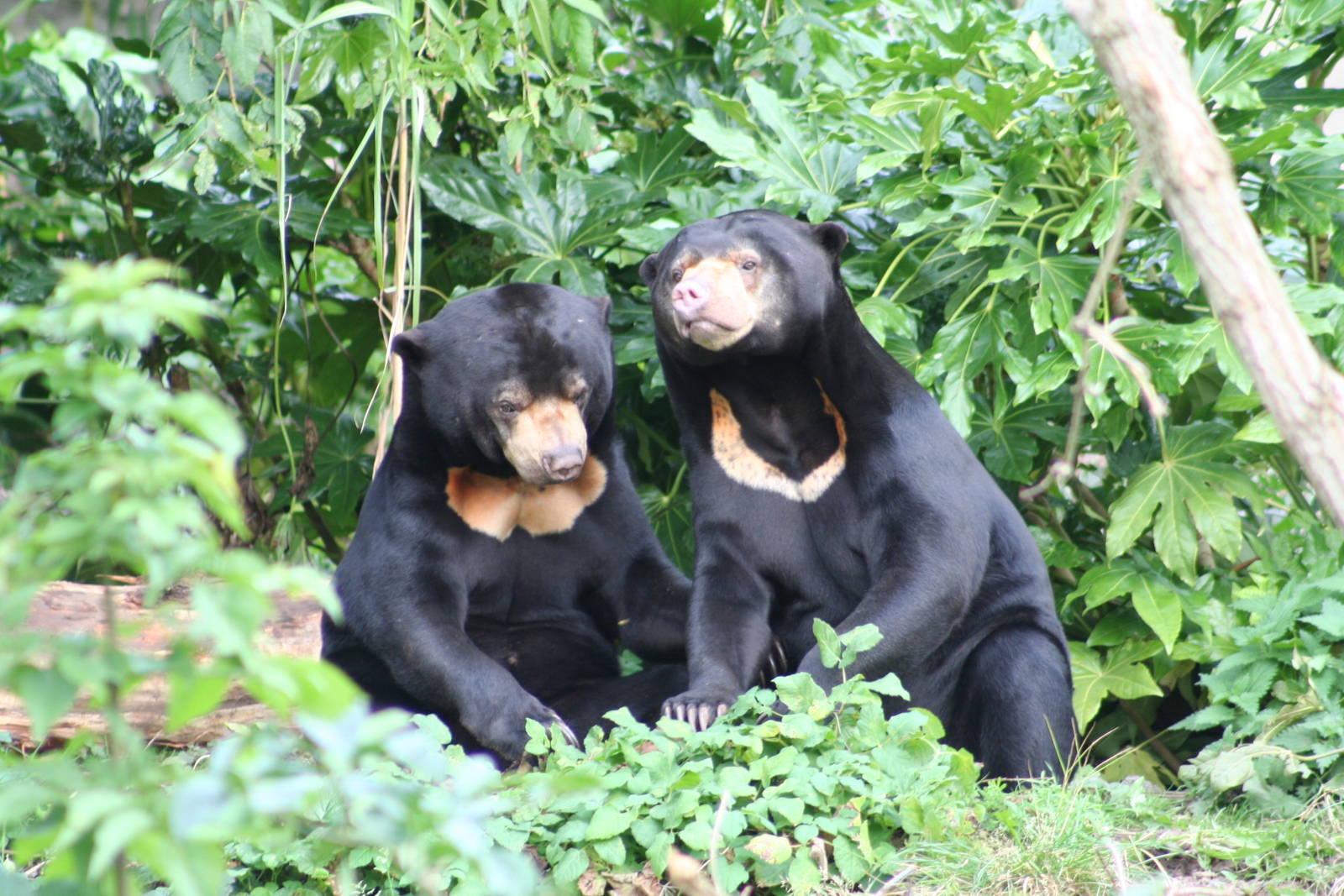Sun Bears @ Edinburgh, 17.10.2010
