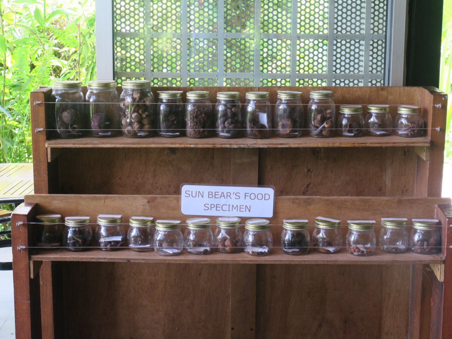 Sun bear's food specimen
