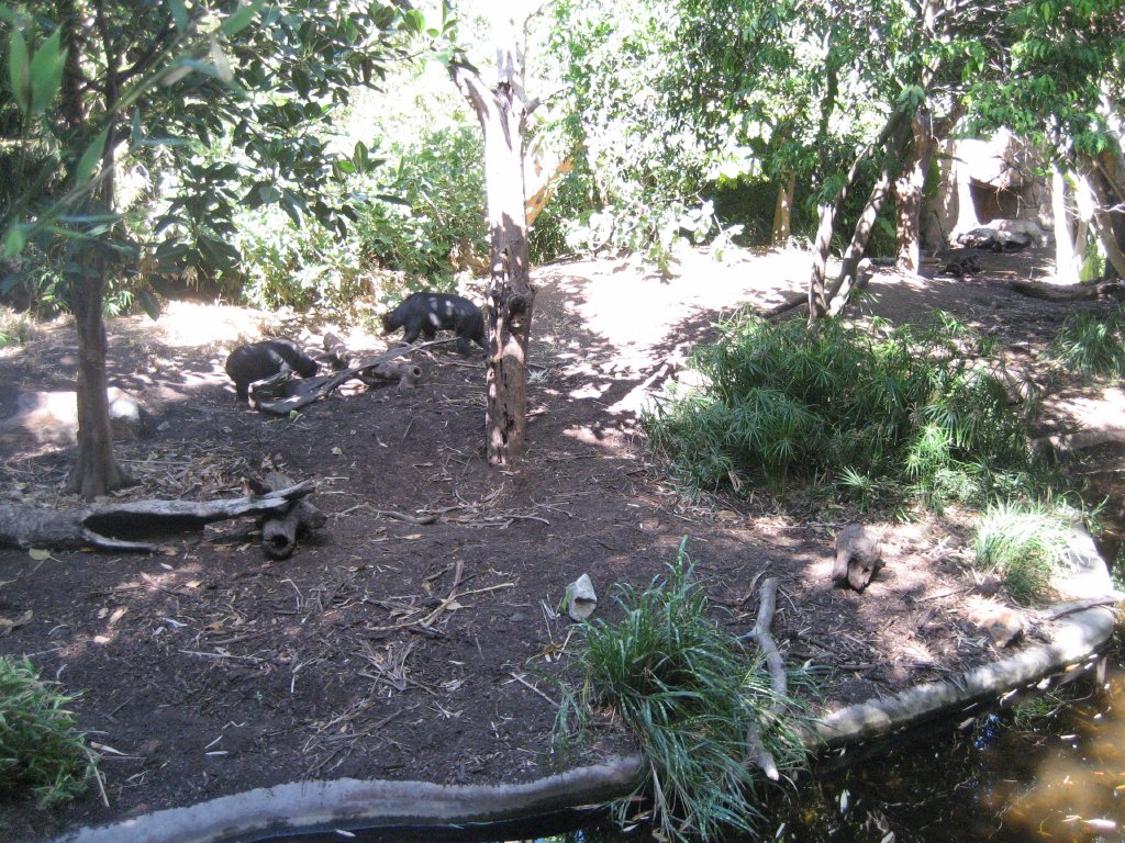 Sun Bears in enclosure