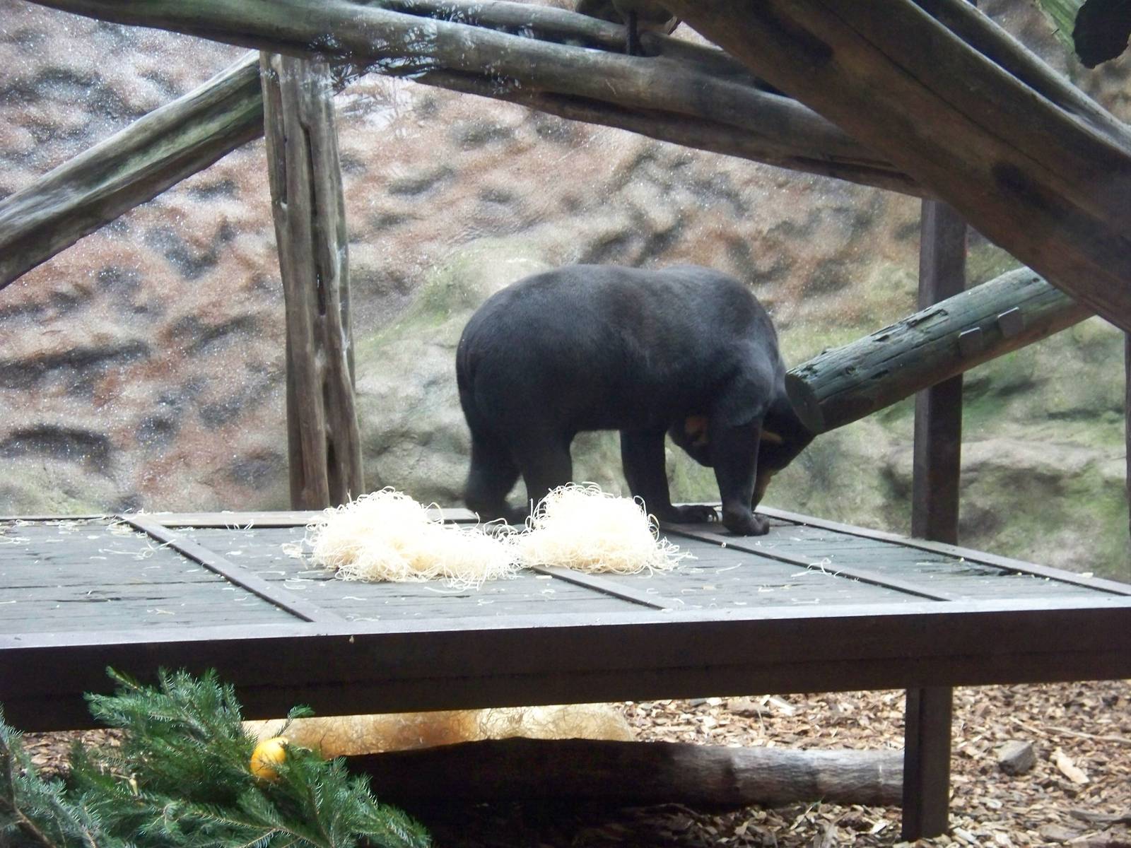 Sun bears in old orang housing