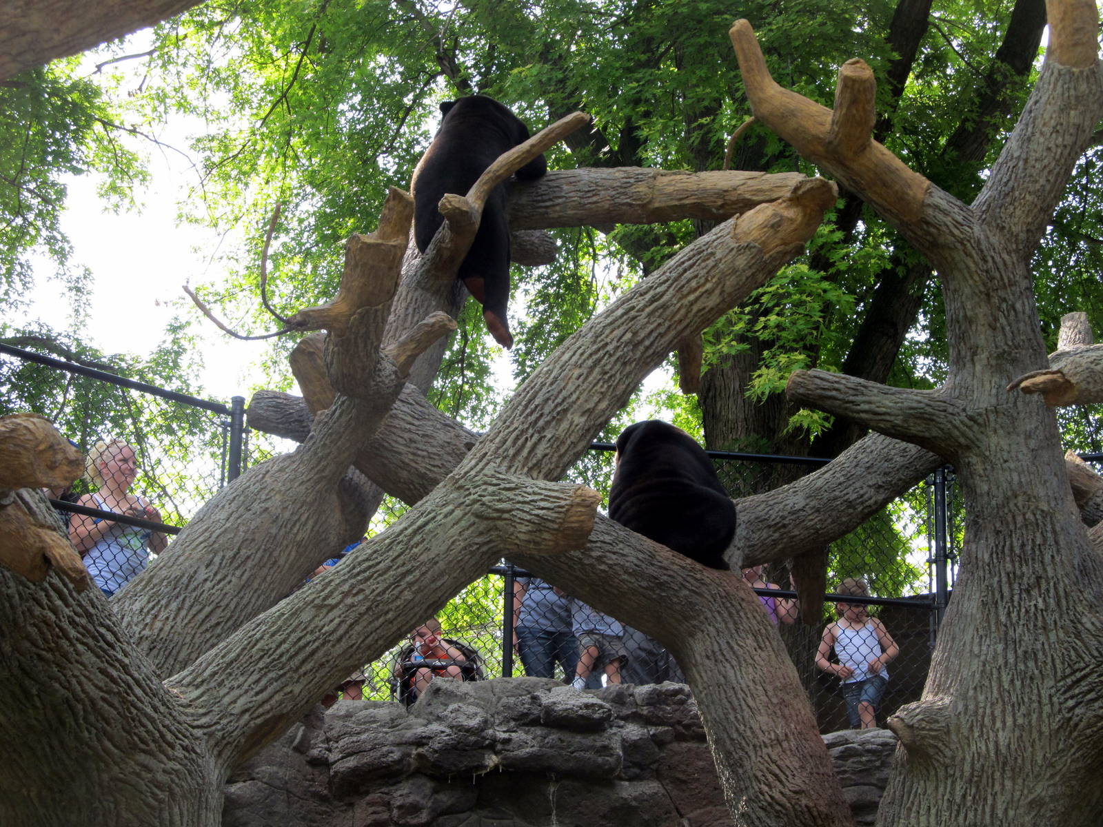 Sun Bears in Tree