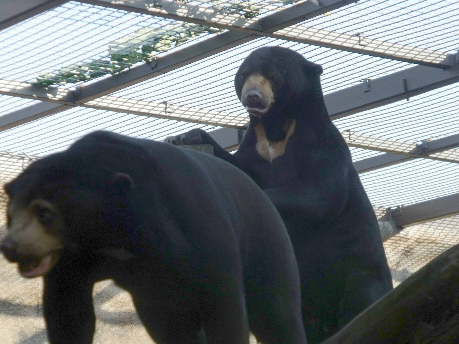Sun Bears Jo-Jo and Srey Ya