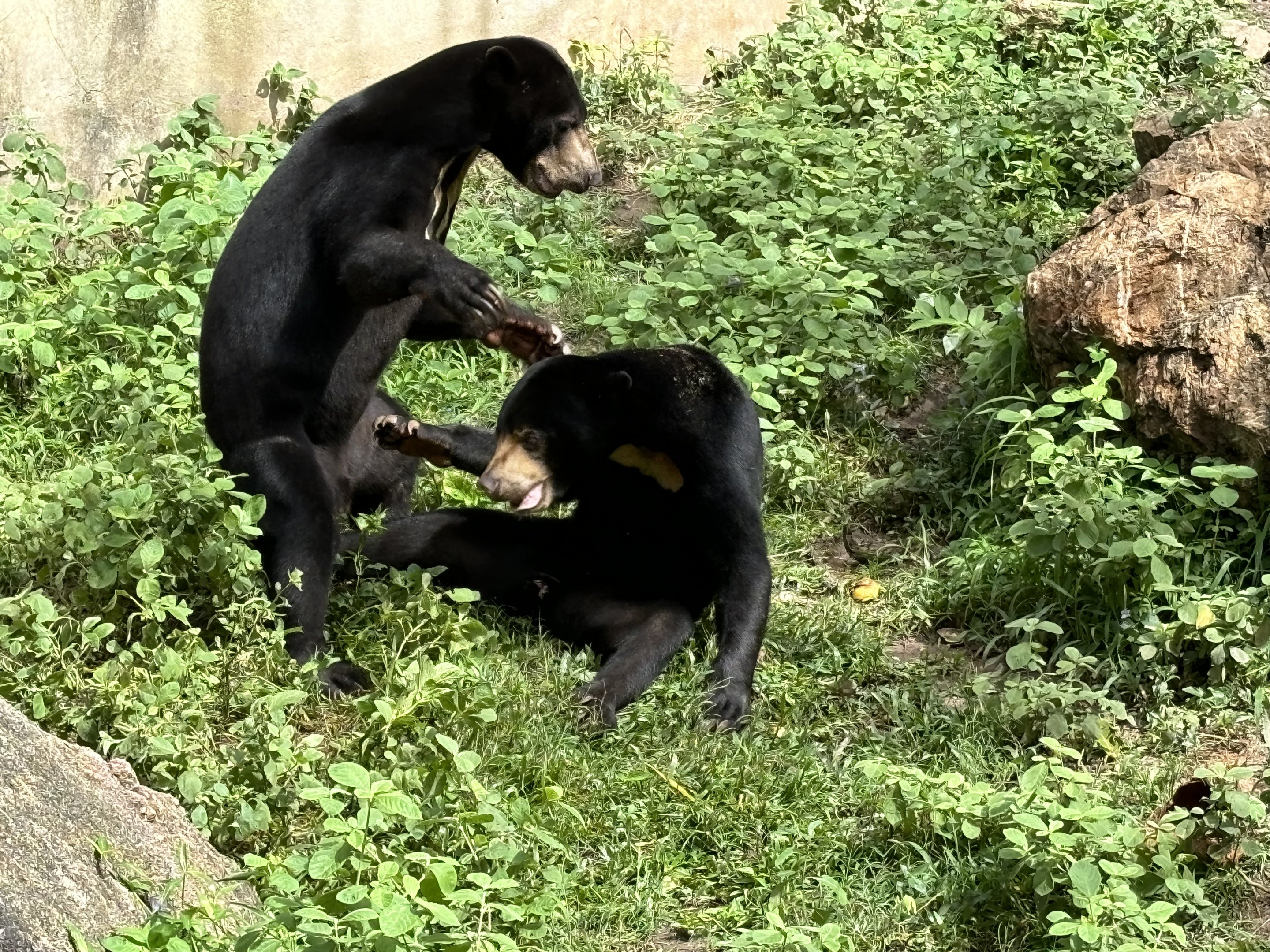 Sun Bears Play-fighting