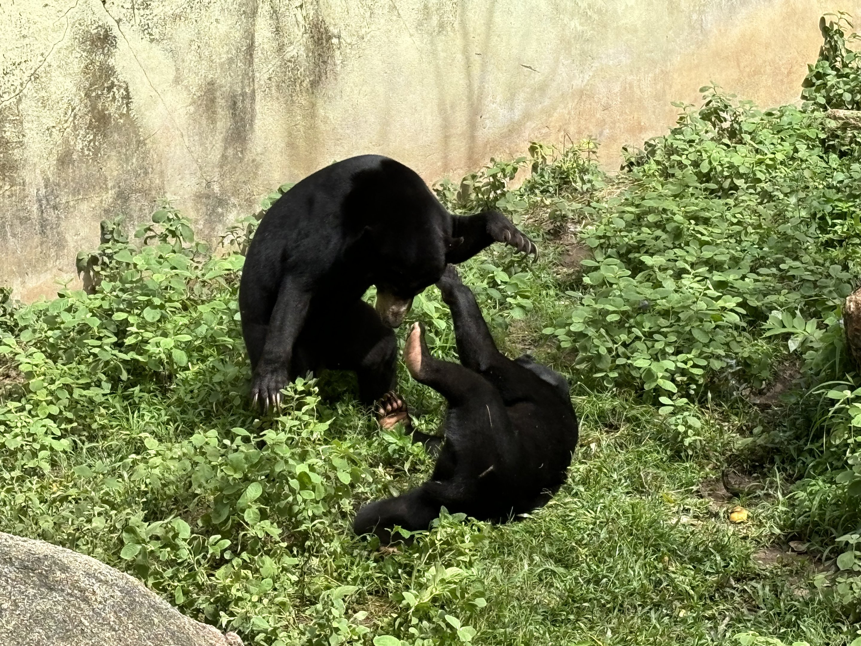 Sun Bears Play-fighting