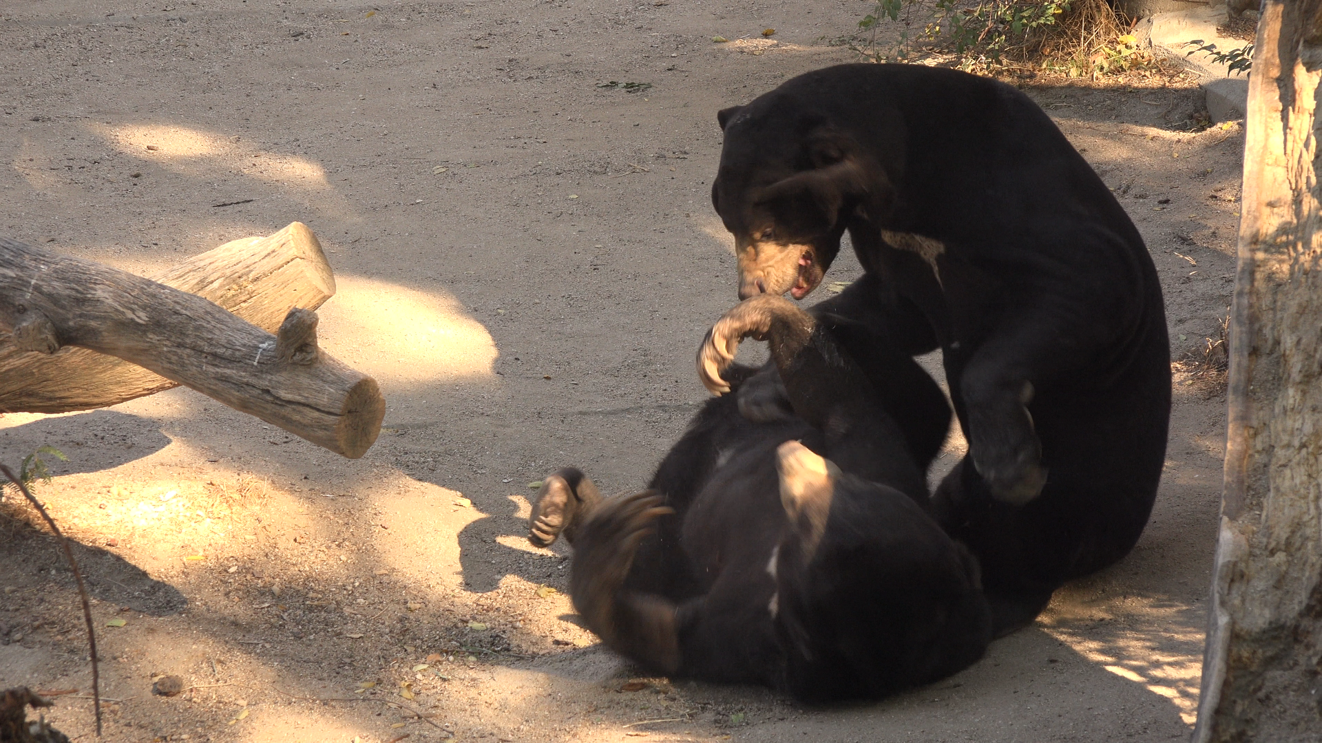 Sun bears playing