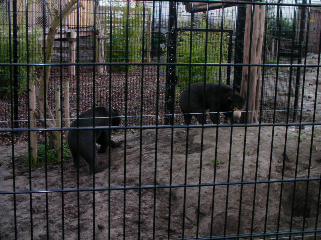 Sun bears, RSCC, Kent