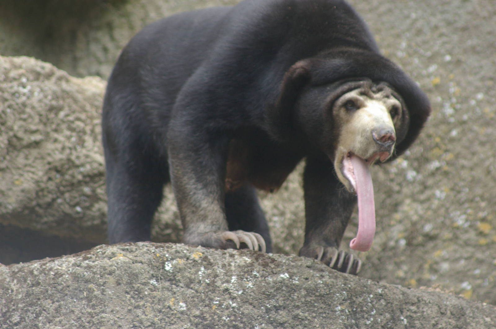 sun bear's tongue