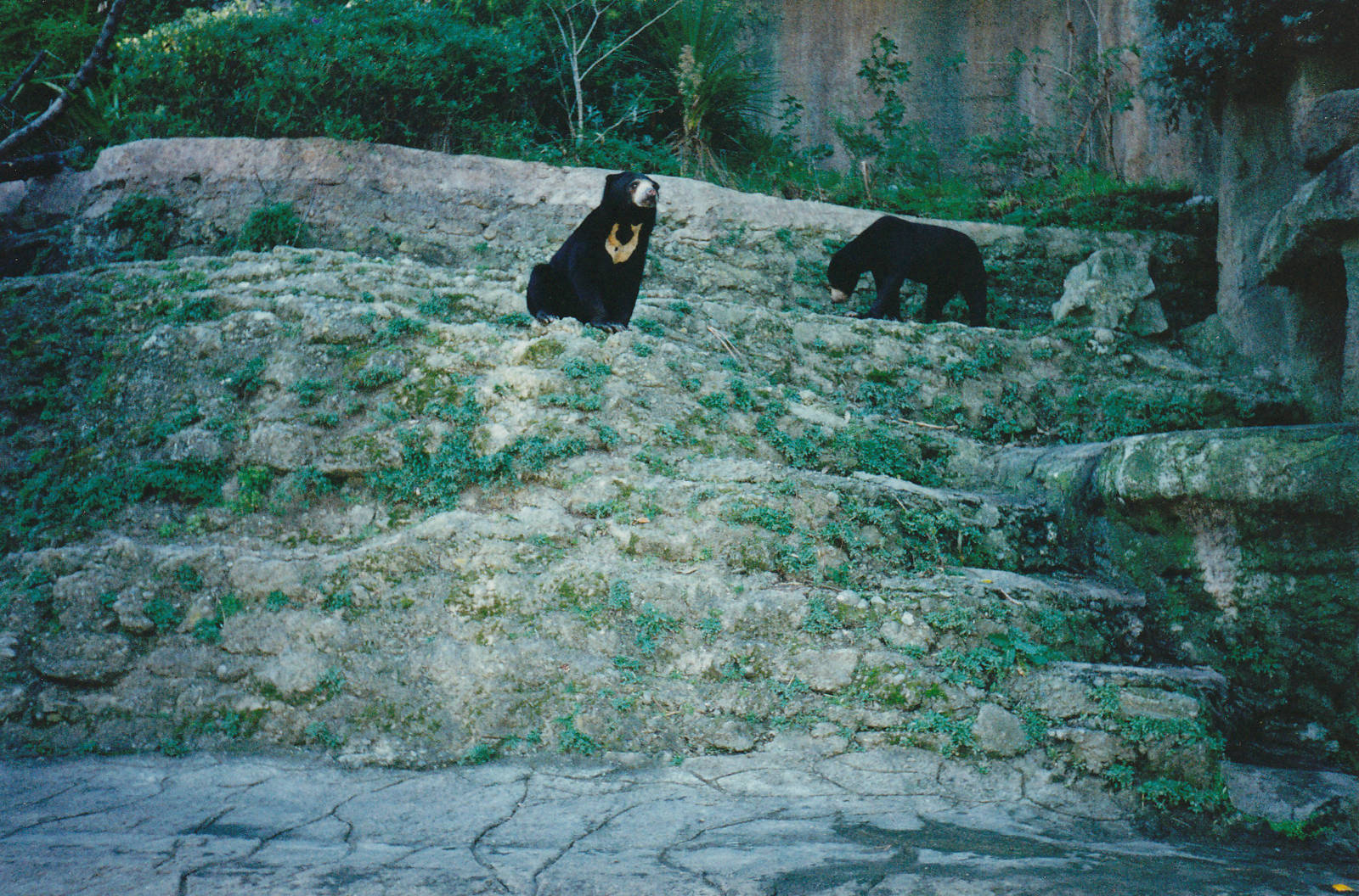 sun bears