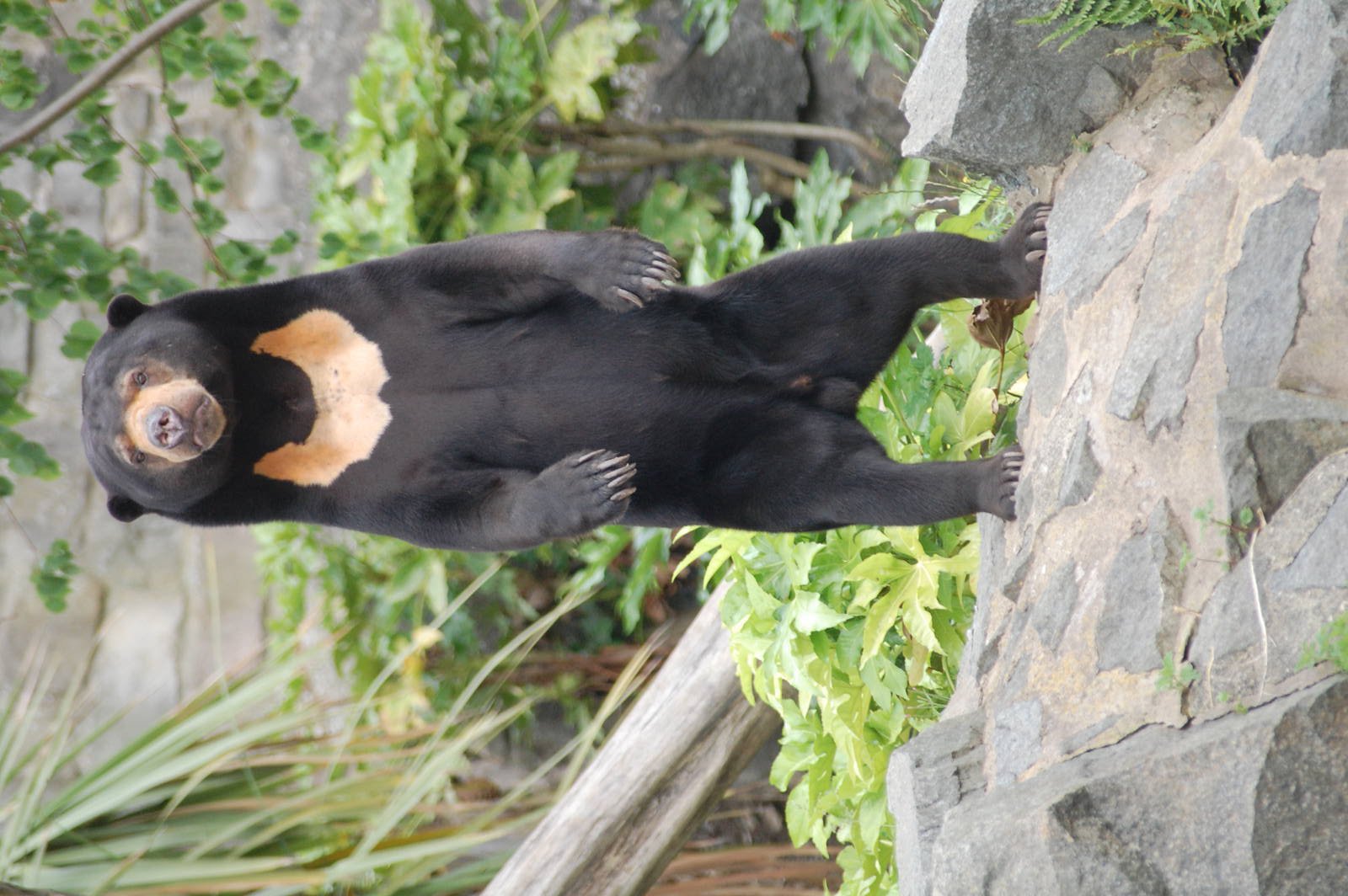 Sun Bears