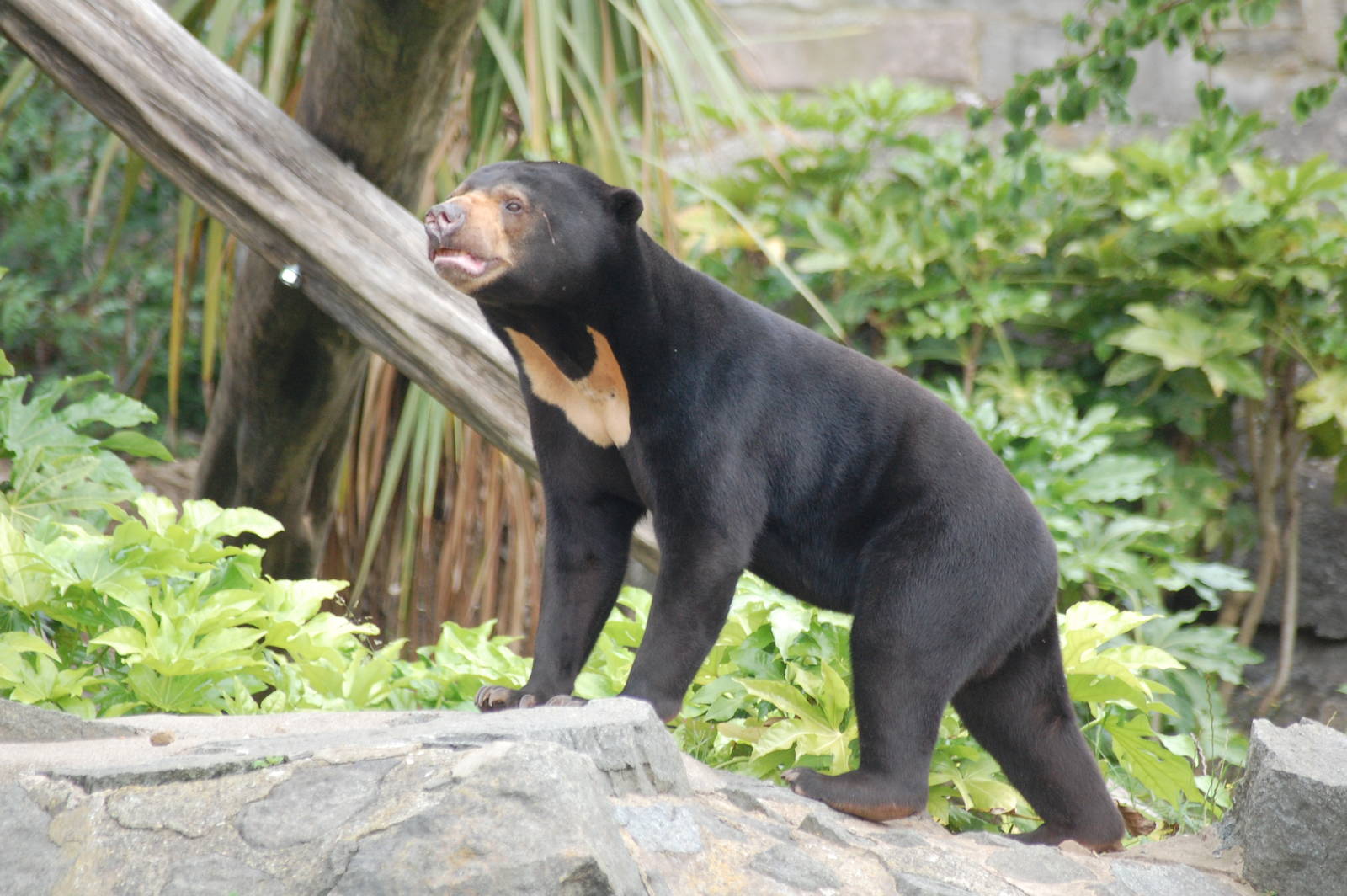Sun Bears
