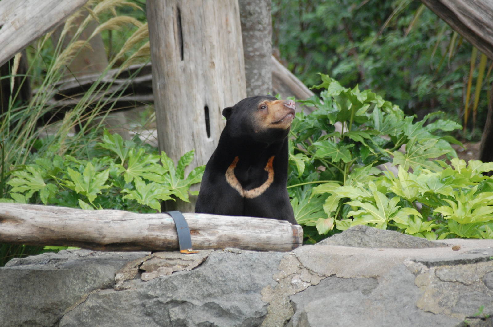 Sun Bears
