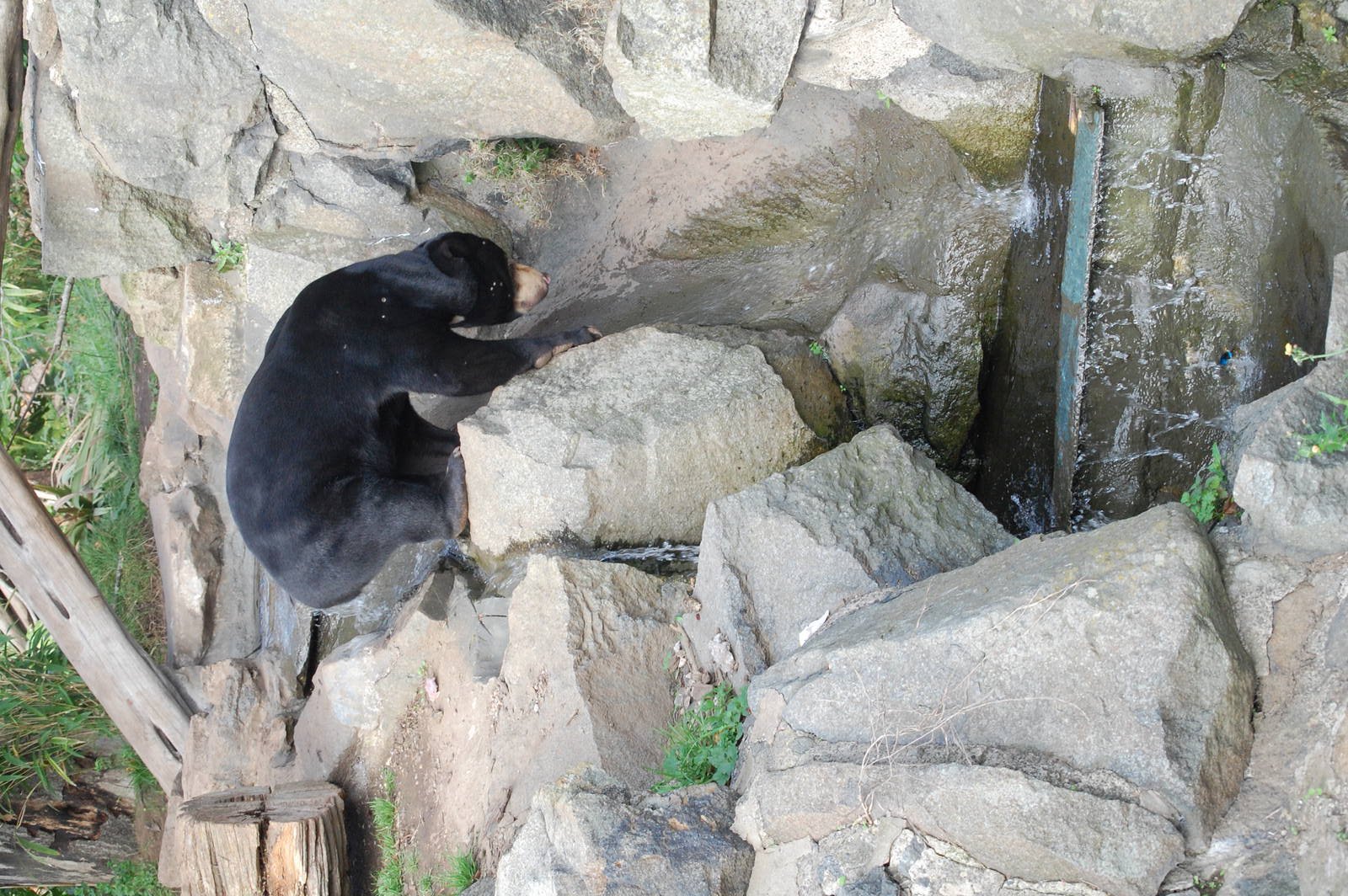 Sun Bears