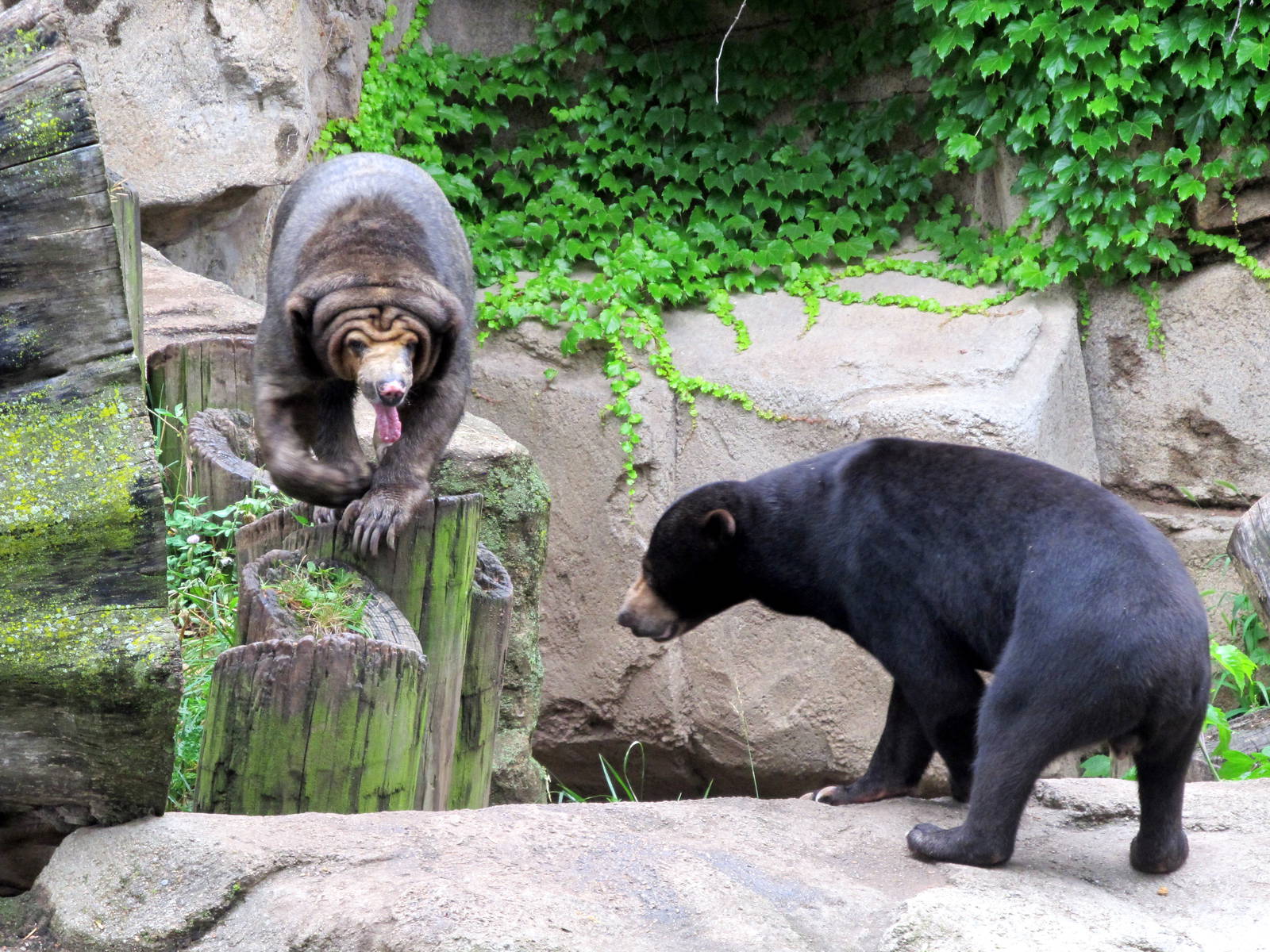 Sun Bears