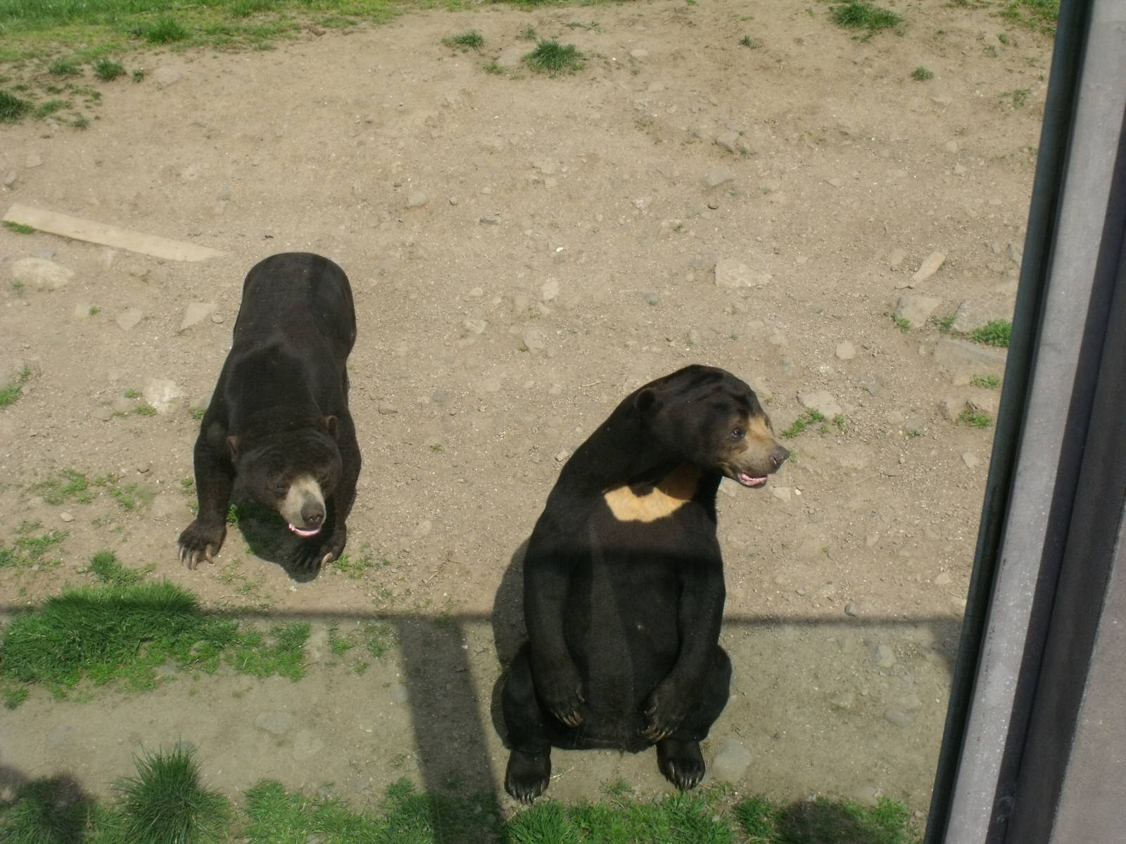Sun bears
