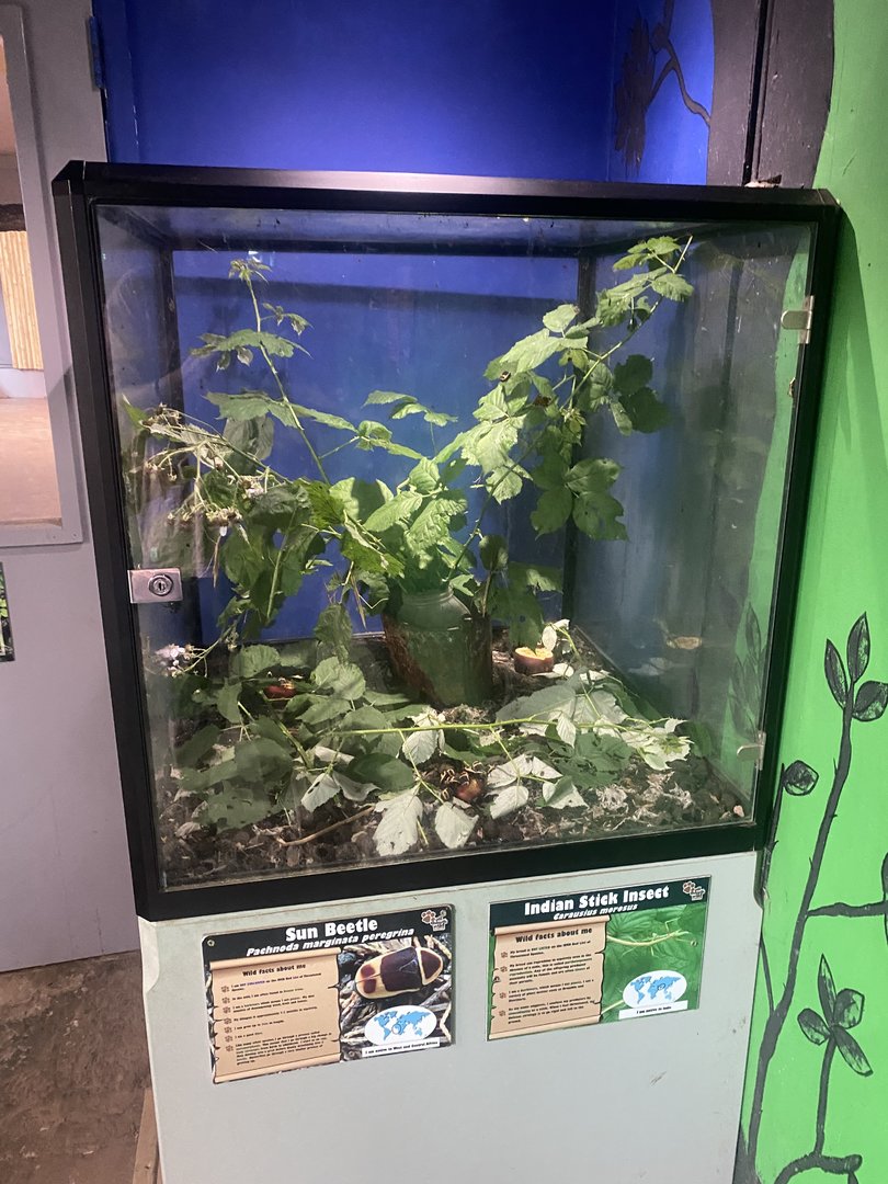 Sun beetle and Indian stick insect exhibit 150723