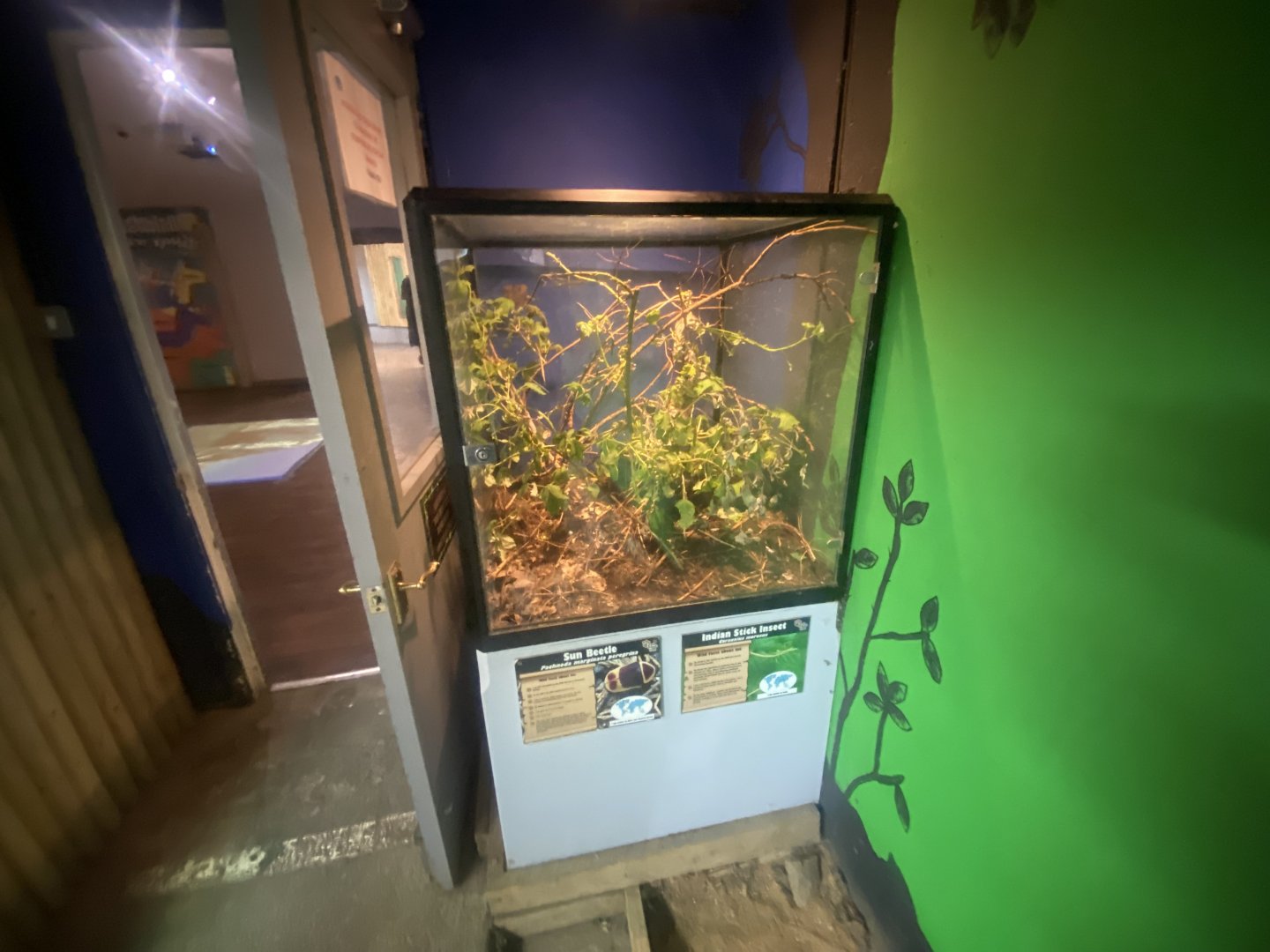 Sun beetle and Indian stick insect exhibit 280425