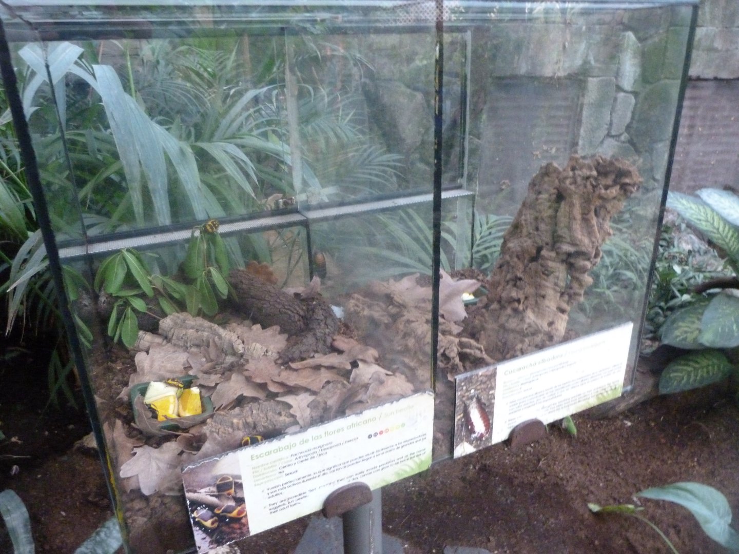 Sun beetle and Madagascar hissing cockroach terrariums -Faunia (2025)