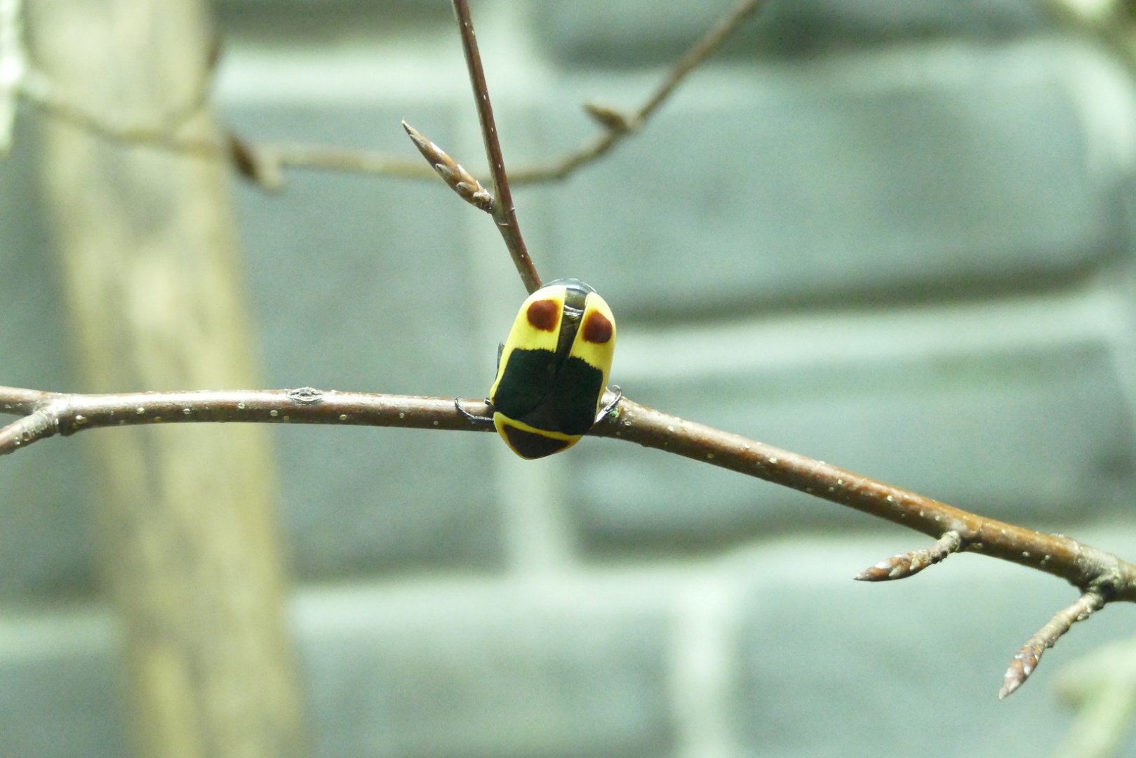 Sun Beetle, April 2022