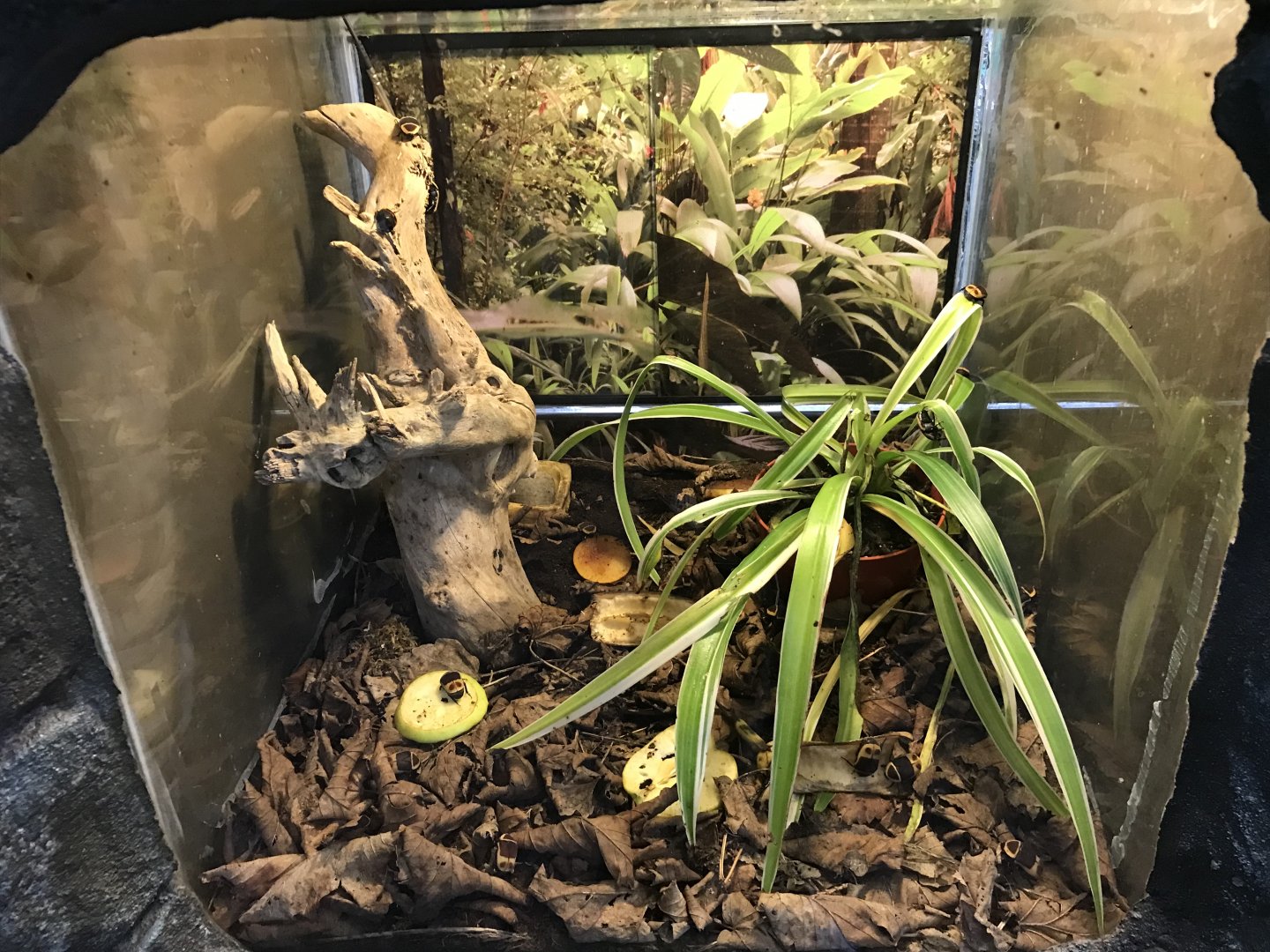 Sun beetle enclosure