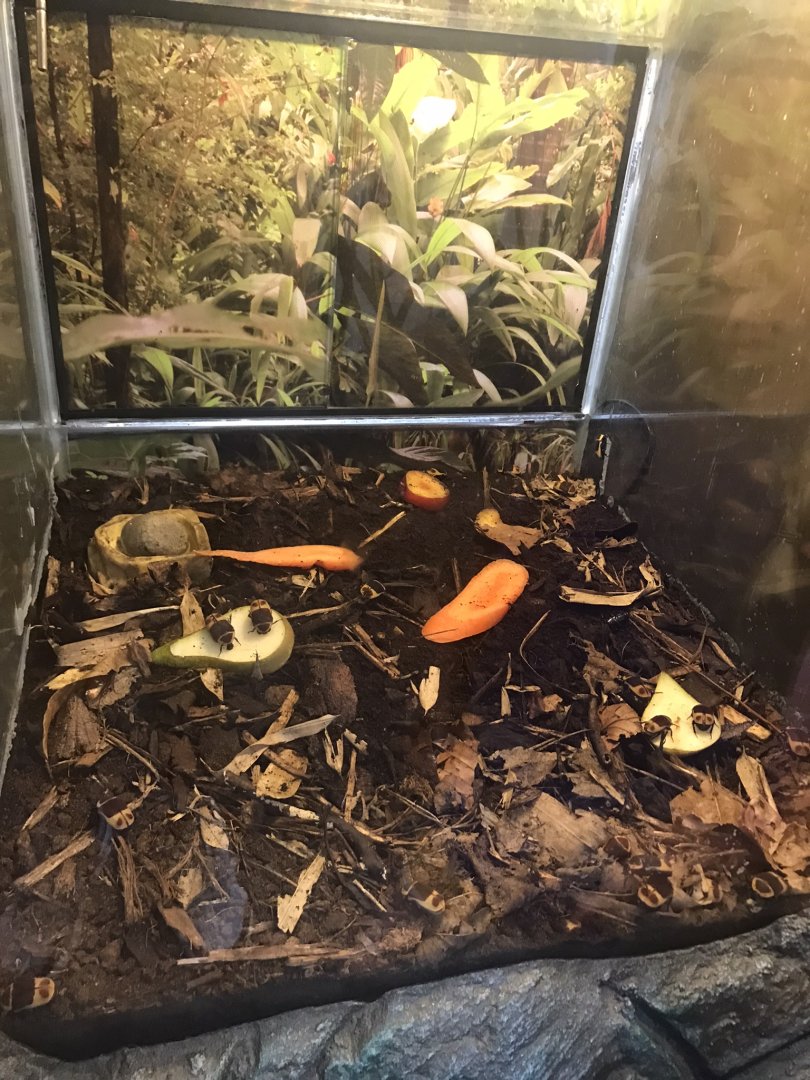 Sun beetle enclosure