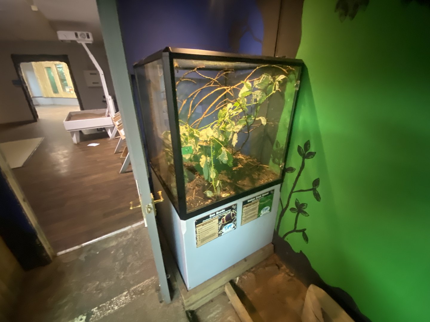 Sun beetle exhibit 040824