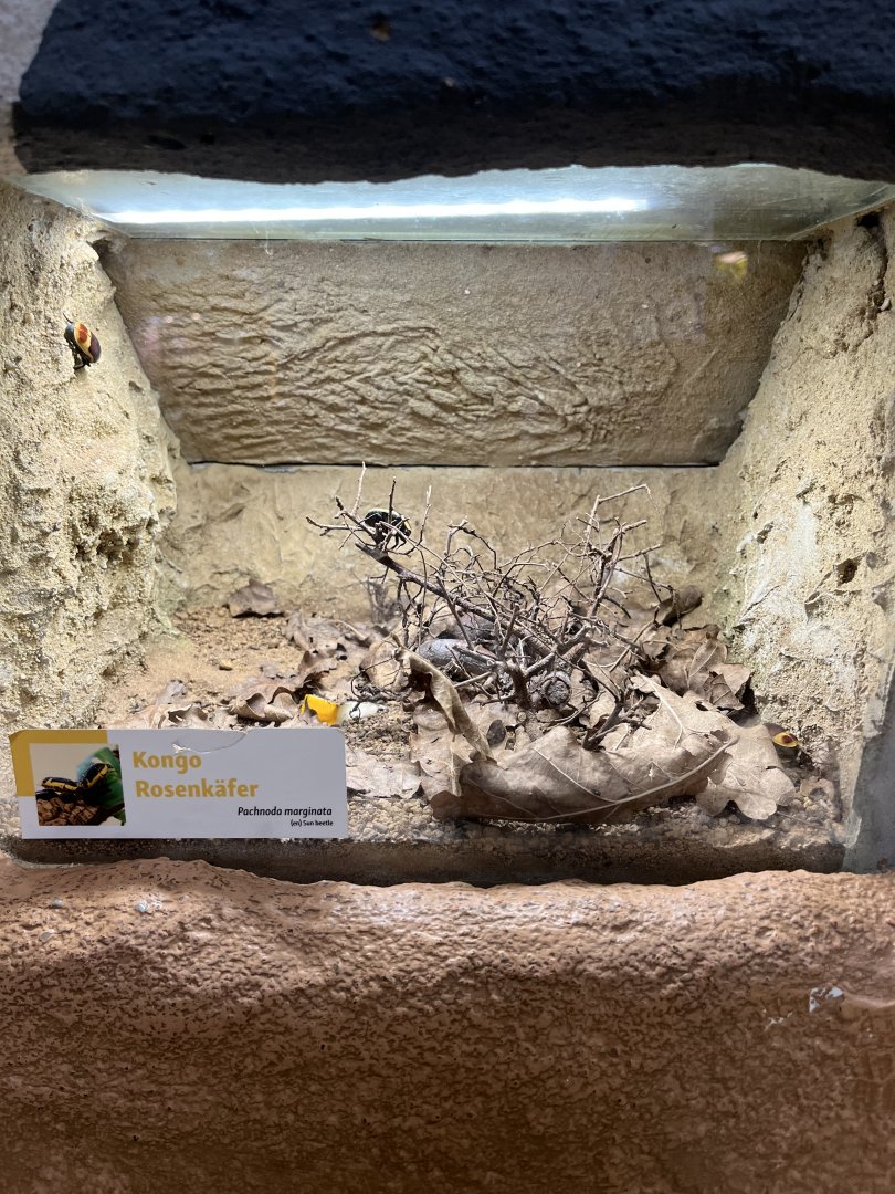 Sun beetle exhibit 13.7.25