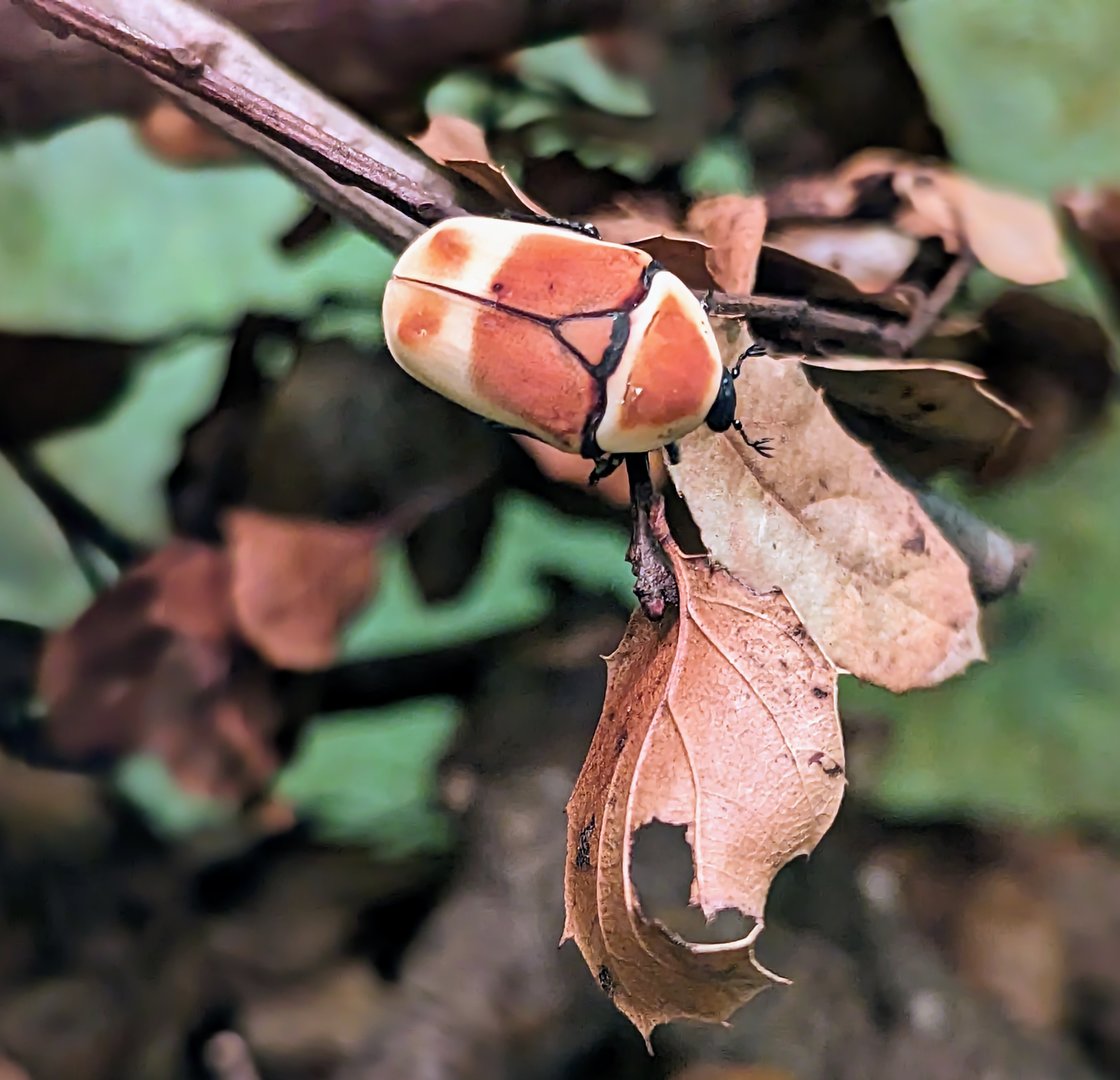 Sun Beetle - July 8th 2023