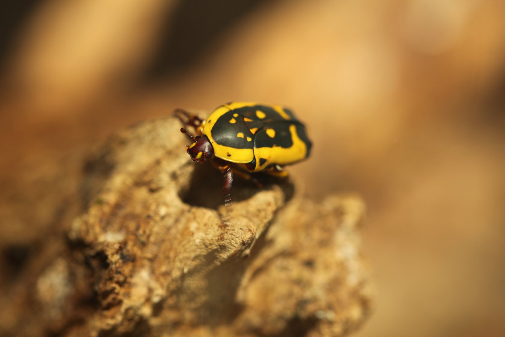 Sun beetle (Pachnoda aemula)