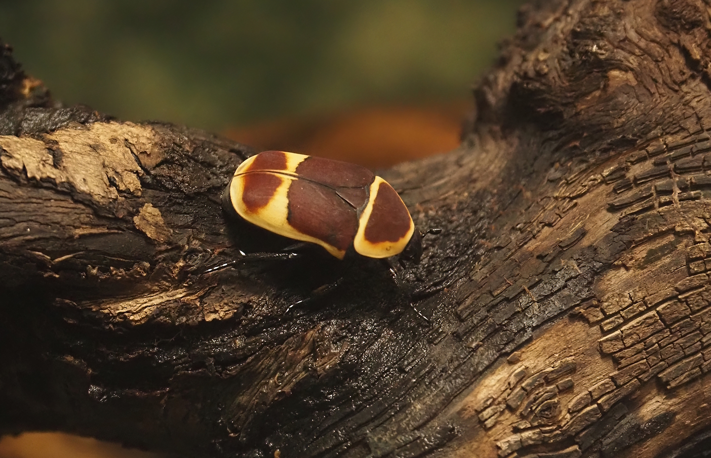 Sun beetle (Pachnoda marginata), 2025-03-16