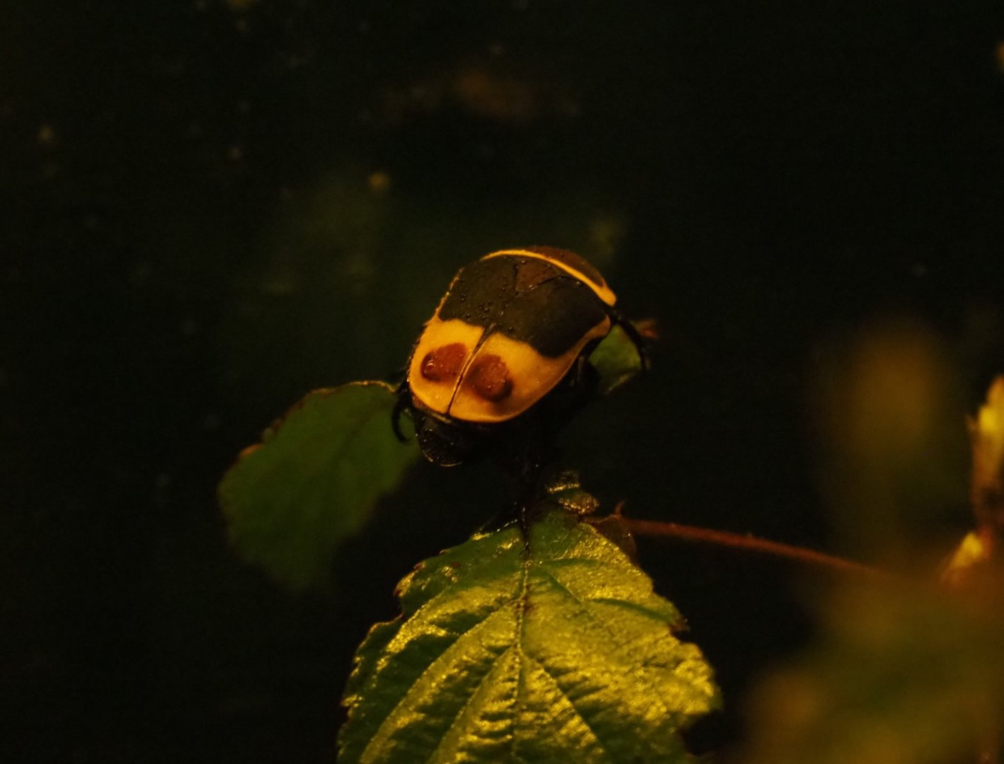 Sun beetle (Pachnoda marginata peregrina), 2019-04-06