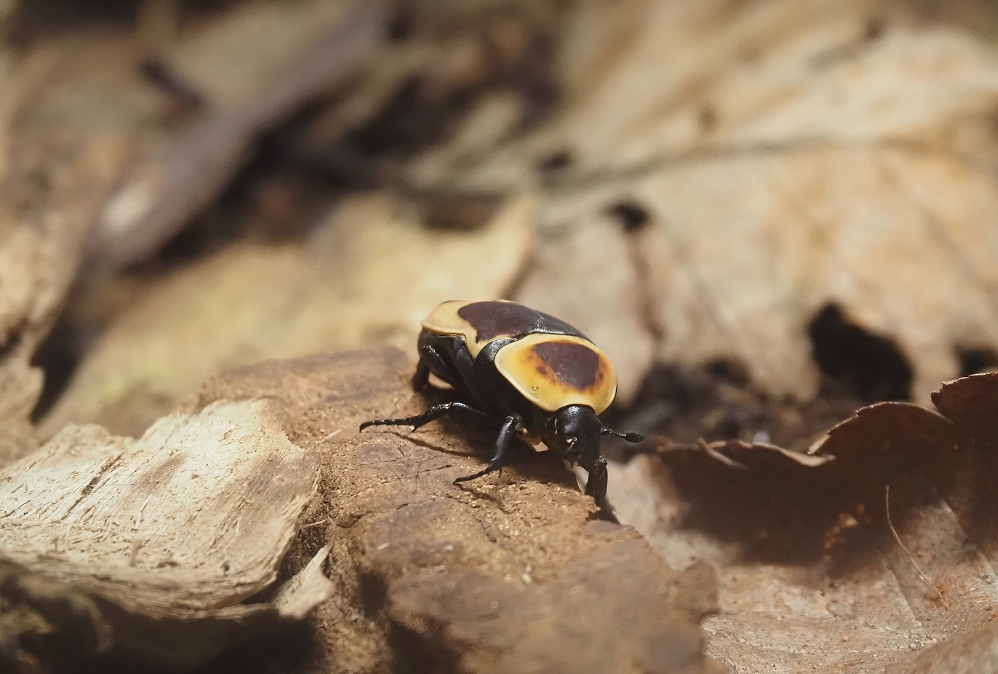 Sun beetle (Pachnoda marginata peregrina), 2024-08-21
