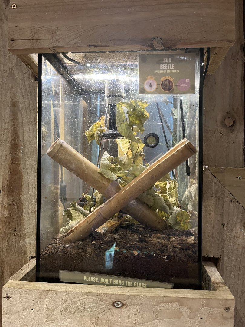 Sun beetle terrarium 1.9.25