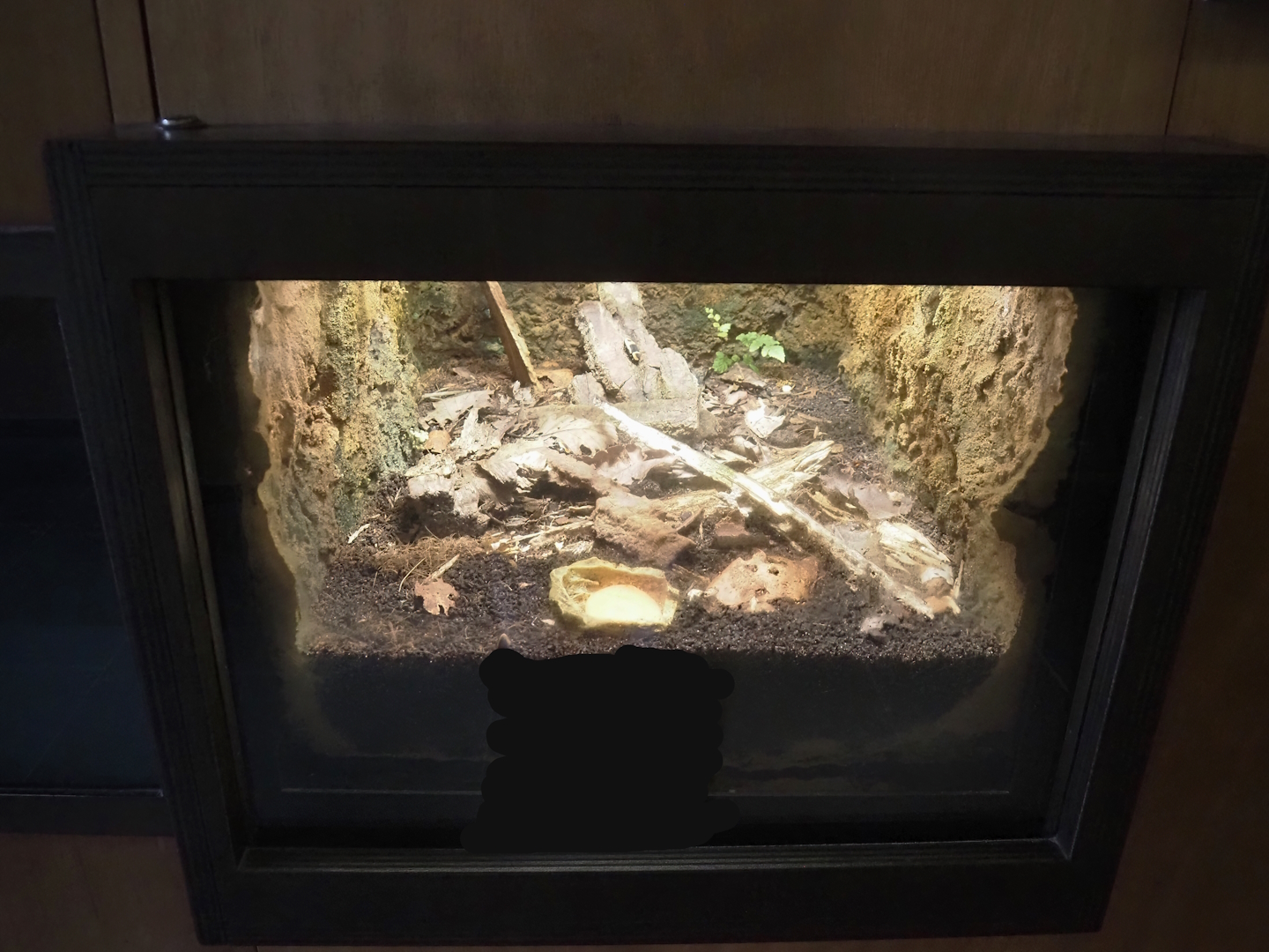 Sun beetle terrarium in former part of leafcutter ant colony, 2024-08-21