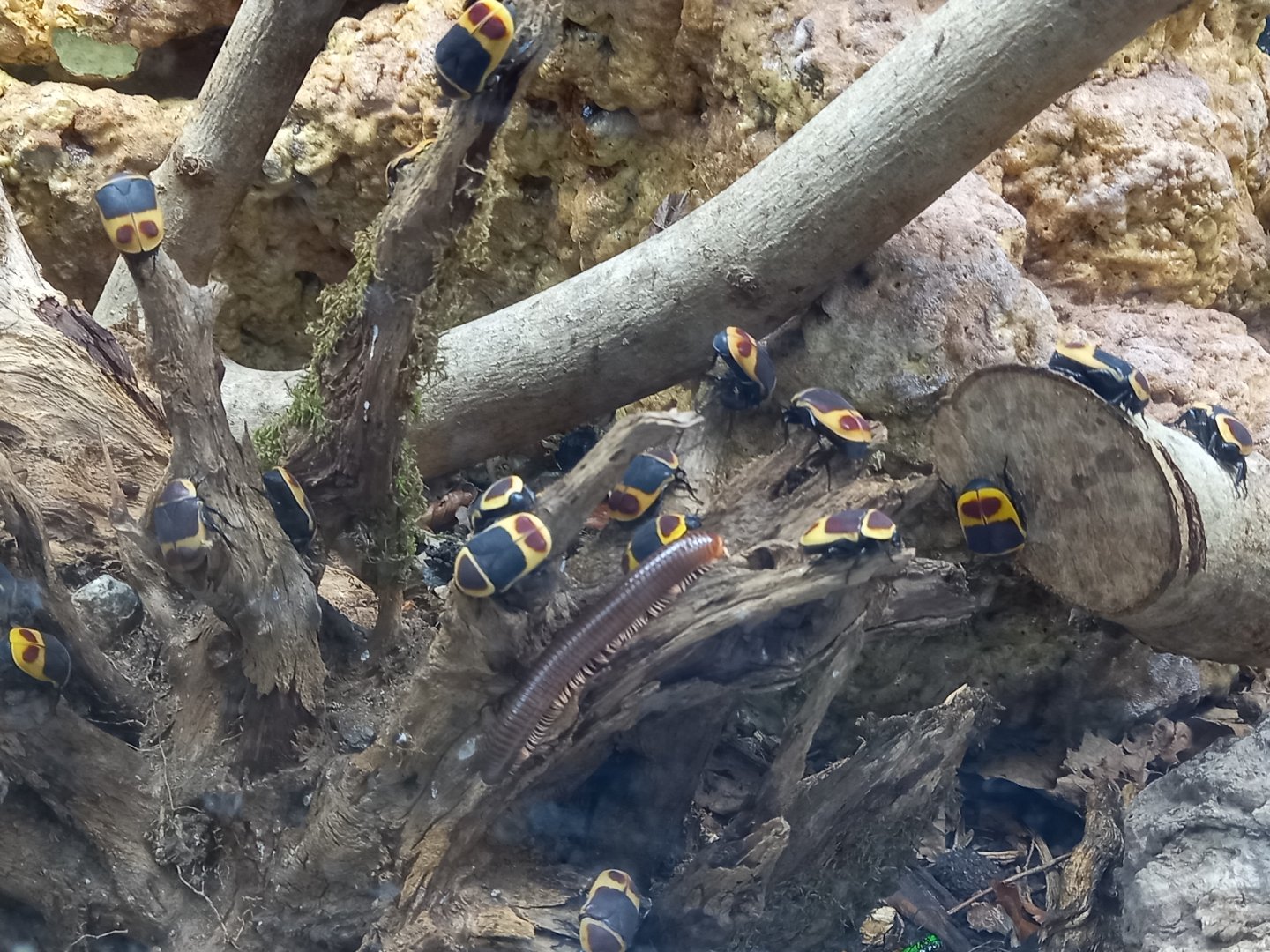 Sun Beetles and Red-legged Millipede
