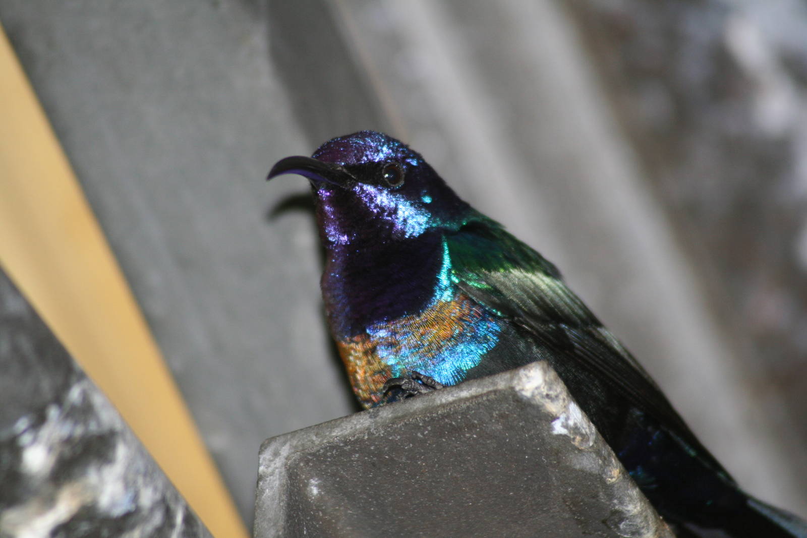 Sun bird spp. Lakeland oasis 08