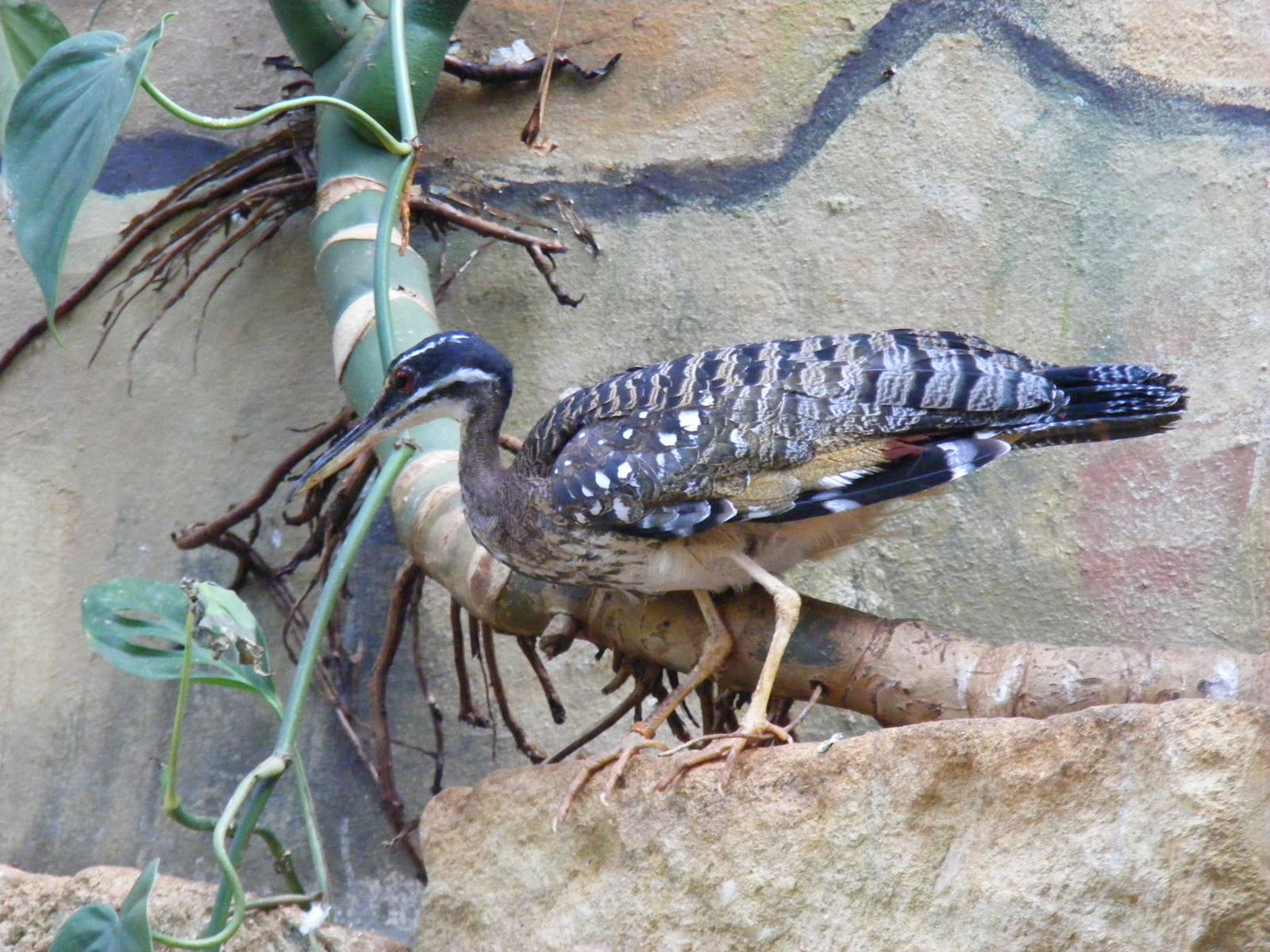 Sun bittern at Bristol Zoo, 6 March 2011