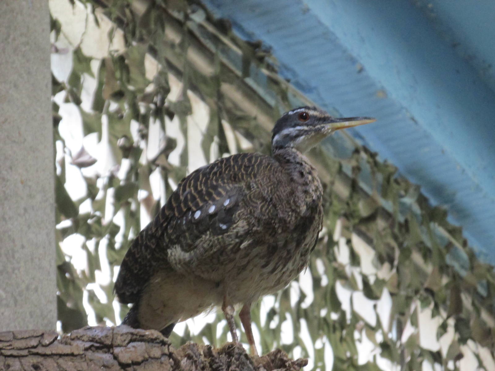 sun bittern barcelona zoo